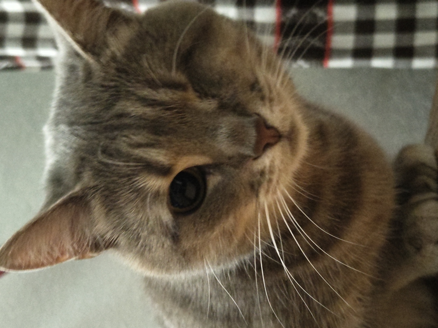 An extreme close-up of a gray tabby cat's face shows its head tilted slightly to the left, with its right eye closed and its left eye partially open. The cat's nose is a pale pink triangle. Long, white whiskers fan out from its snout. The background is out of focus, with a blurred gray wall on the left and a black and white checkered fabric with red trim on the right. The location is Unknown, Unknown.