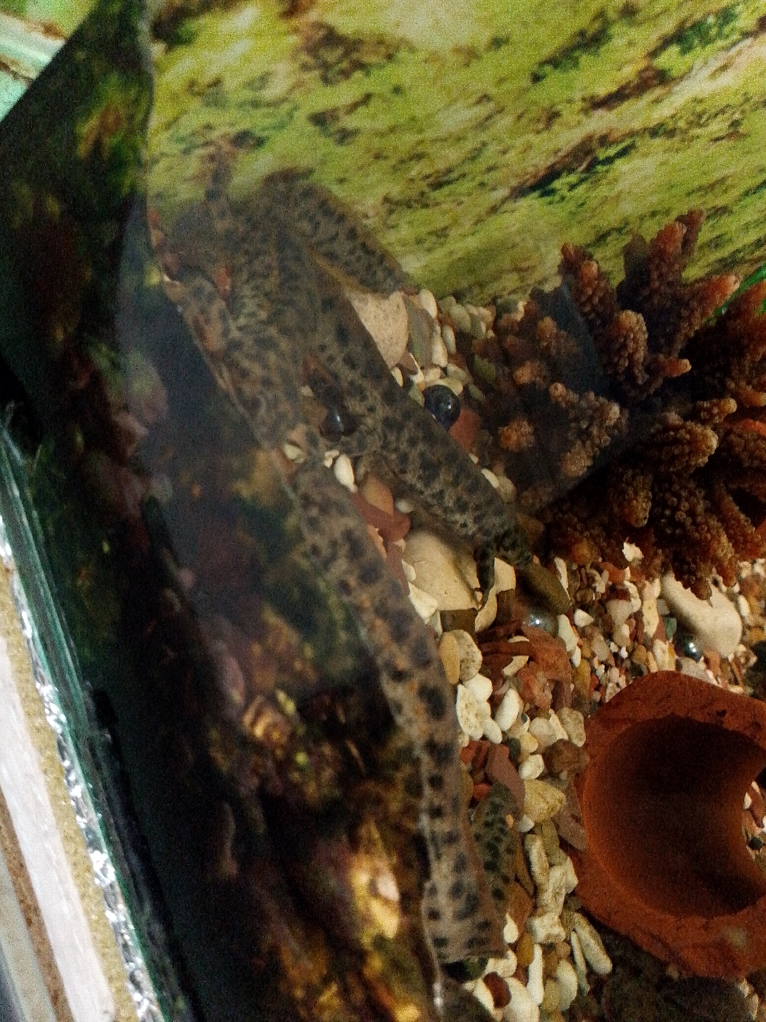 In this close-up, high-angle shot of an aquarium, a Plecostomus fish with a mottled gray and black pattern swims near the bottom. The fish is positioned diagonally across the frame, with its head towards the left and its tail towards the right. The aquarium substrate consists of a variety of small, rounded pebbles in shades of white, brown, and gray. Also visible in the substrate are dark blue glass beads and a piece of reddish-brown ceramic pottery, shaped like a hollowed-out tube. To the right of the fish, a cluster of brown, branching coral provides a textured backdrop. The background of the aquarium is a blurry green and yellow, suggesting aquatic plants or a painted background. The lighting appears to be coming from above, casting some shadows on the substrate. There are no people or other animals visible in the frame.