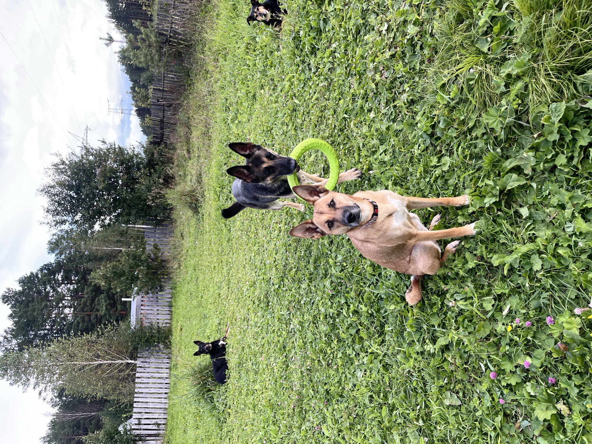 Four dogs are present in a grassy outdoor area, likely a backyard or park, with a wooden fence in the background. The environment appears to be a semi-rural or suburban setting, possibly in Nizhny Tagil, Russia, given the provided context, characterized by trees and a cloudy sky.
A tan-colored dog with prominent ears is in the foreground, sitting and looking towards the camera. To its left and slightly behind, a German Shepherd is standing, holding a bright green ring toy in its mouth. Further back and to the left, a black dog is lying down, looking away from the camera. In the far right background, another black dog is also lying down. The ground is covered in lush green grass with some small pink and yellow wildflowers. A wooden fence runs along the perimeter of the area, and beyond that, there are trees and power lines visible against the sky. The lighting suggests it is daytime, with diffused light due to cloud cover.