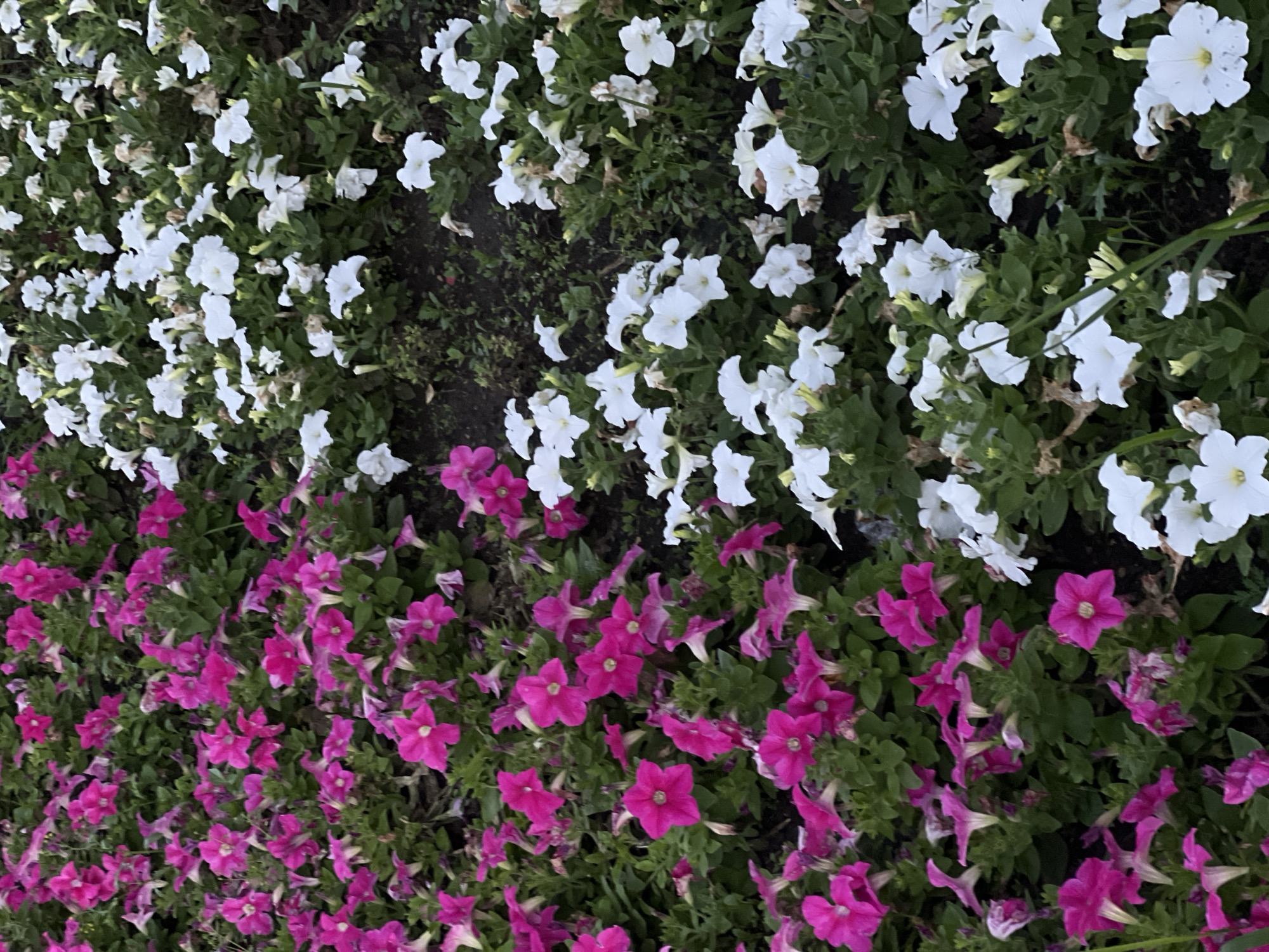 A ground-level, eye-level view of a flowerbed split between vibrant pink petunias on the left and white petunias on the right, set against dark soil and green foliage. The petunias on the left are a deep, saturated pink with some lighter pink and white accents within the petals. The white petunias on the right are a stark white, some with subtle yellow or green at the center. The flowers are densely packed, creating a carpet of color. Some wilting or dried leaves are visible amongst the blooms, suggesting a natural garden setting. The lighting appears to be overcast, casting a soft, diffused light on the flowers and suppressing harsh shadows. The overall impression is a well-maintained but natural flower display. The image does not contain any people, animals, or man-made structures that would definitively identify its location within Khabarovsk, Russia, or any other city.
