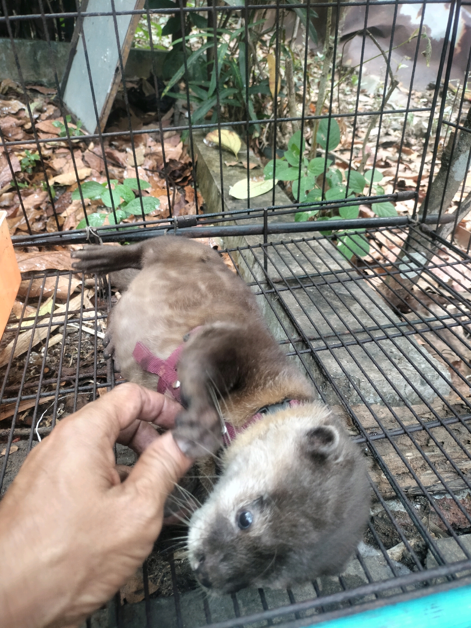 A small, brown otter is lying on its back in a metal cage, in what appears to be an outdoor environment. The cage is made of metal bars and has a wire mesh floor. Fallen leaves and some green foliage are visible on the ground outside the cage, suggesting it is located in a wooded or natural area. A human hand is visible on the left side of the frame, gently touching the otter's paw. The otter is wearing a red ribbon around its neck. The cage appears to be made of rusted metal, and there is a bright orange object visible in the upper left corner. The otter's eyes are open, and its expression is difficult to discern. The overall scene suggests a rescue or rehabilitation effort, or possibly an individual keeping the otter as a pet. The location in Pujut, Indonesia, implies a tropical or subtropical environment.