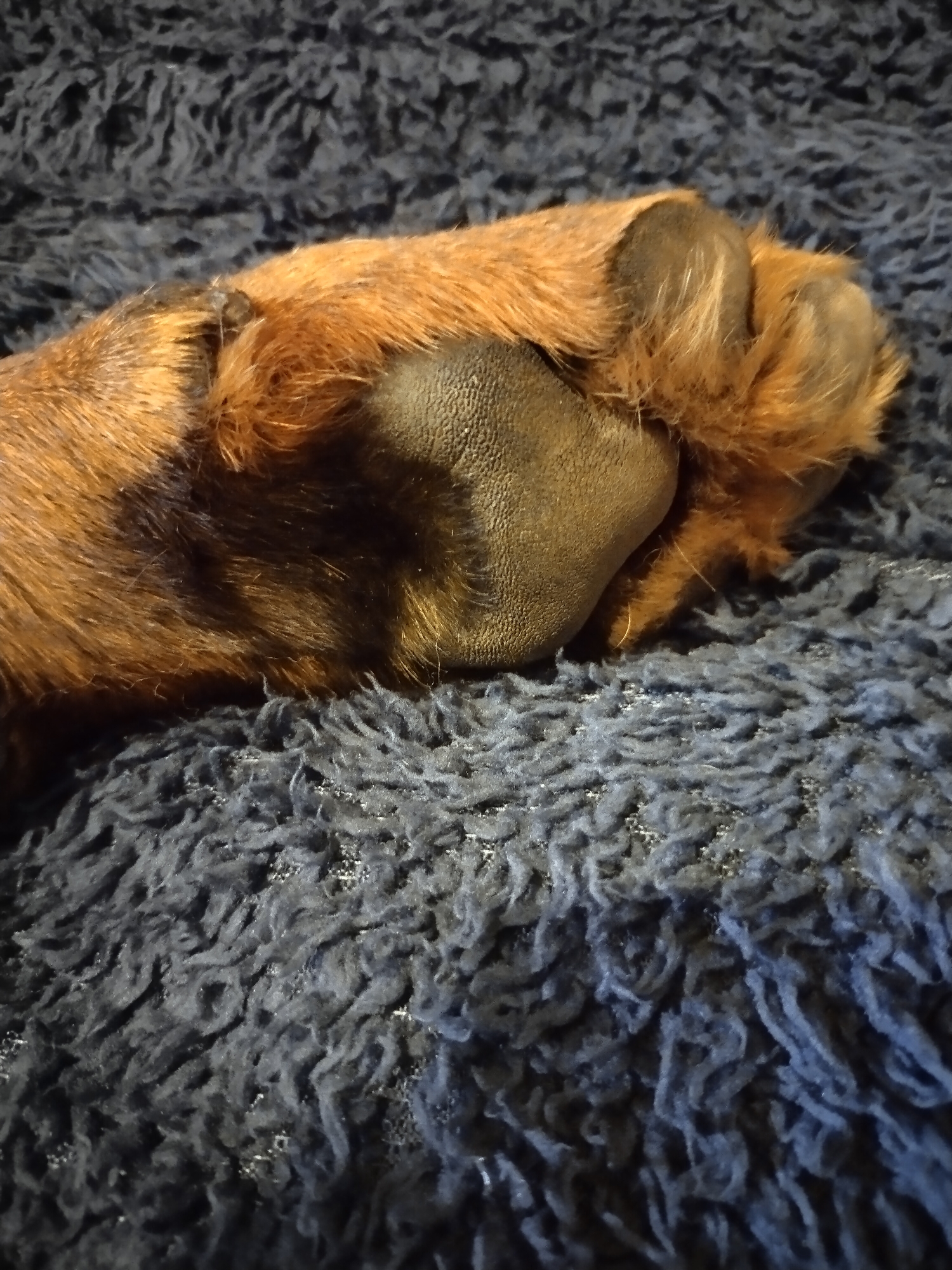 A close-up, high-angle shot shows a dog's paw resting on a dark blue, fuzzy blanket. The paw is reddish-brown with dark fur around the pads. The blanket has a deep pile texture with visible strands. There is no indication of the city of Horishni Plavni, Ukraine, or any other specific location.