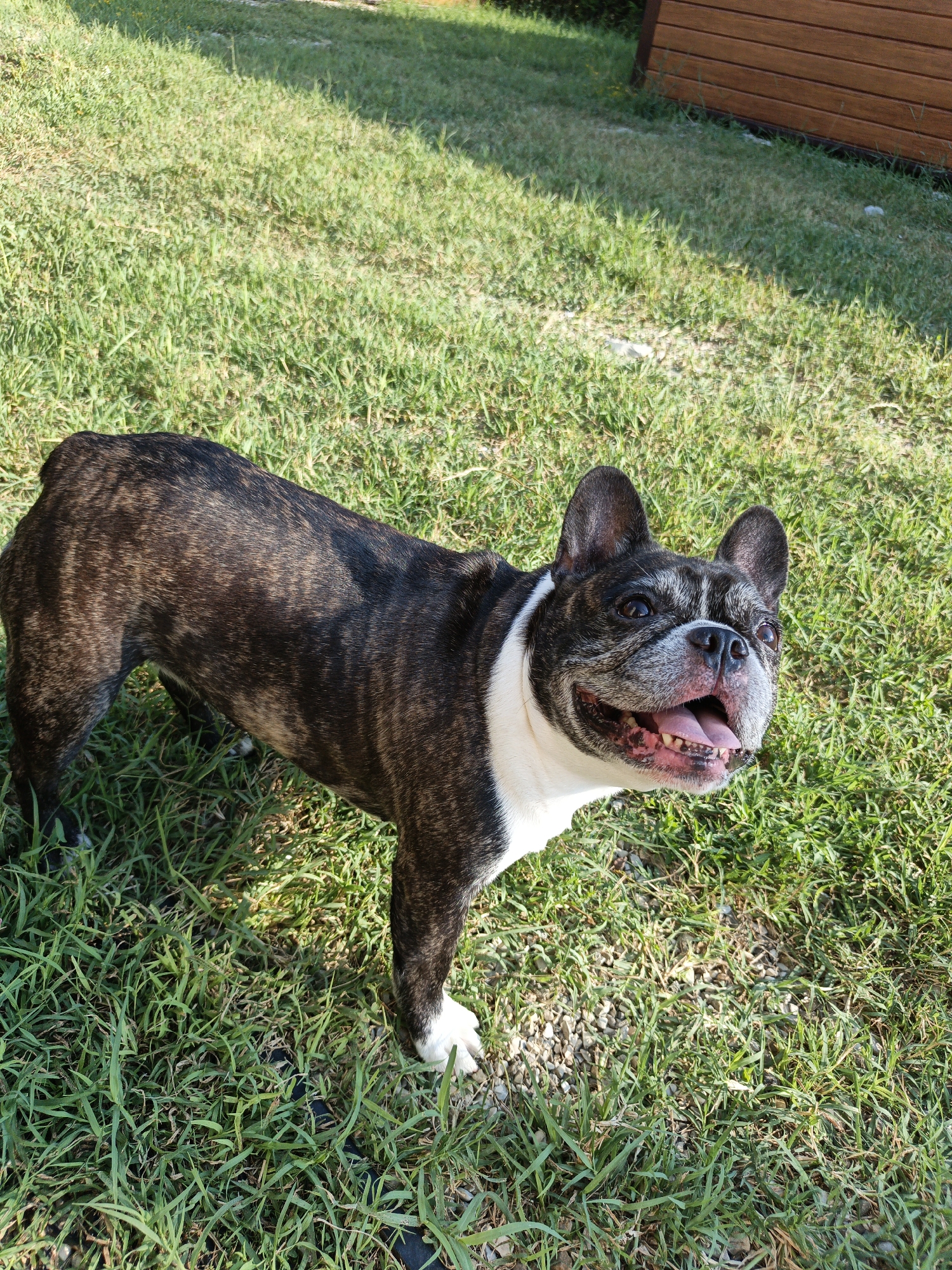 A brindle and white French bulldog stands on a patch of green grass with a few scattered pebbles. The dog is facing to the right with its mouth open and tongue hanging out, appearing to be panting or smiling. Its fur is dark with lighter brindle markings, and it has a white chest and paws. In the background, a wooden structure with horizontal planks is visible, suggesting a fence or building. The overall scene is outdoors, likely in a backyard or park. There is no information about the location in Pshada, Russia, in this image.