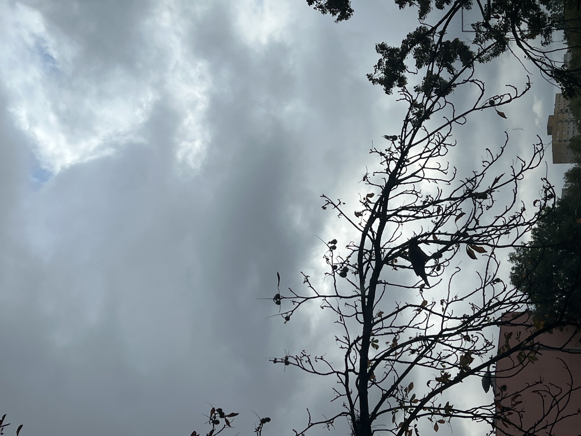 This is a photograph of a cloudy sky with silhouetted tree branches in the foreground. The branches are bare, suggesting it is either late autumn or winter. A bird is perched on one of the branches, facing left. In the background, buildings and trees are visible. The sky is a mix of gray and white clouds, with some brighter patches indicating sunlight trying to break through. The scene appears to be an urban environment, possibly in Warsaw, Poland, given the architectural style of the buildings.