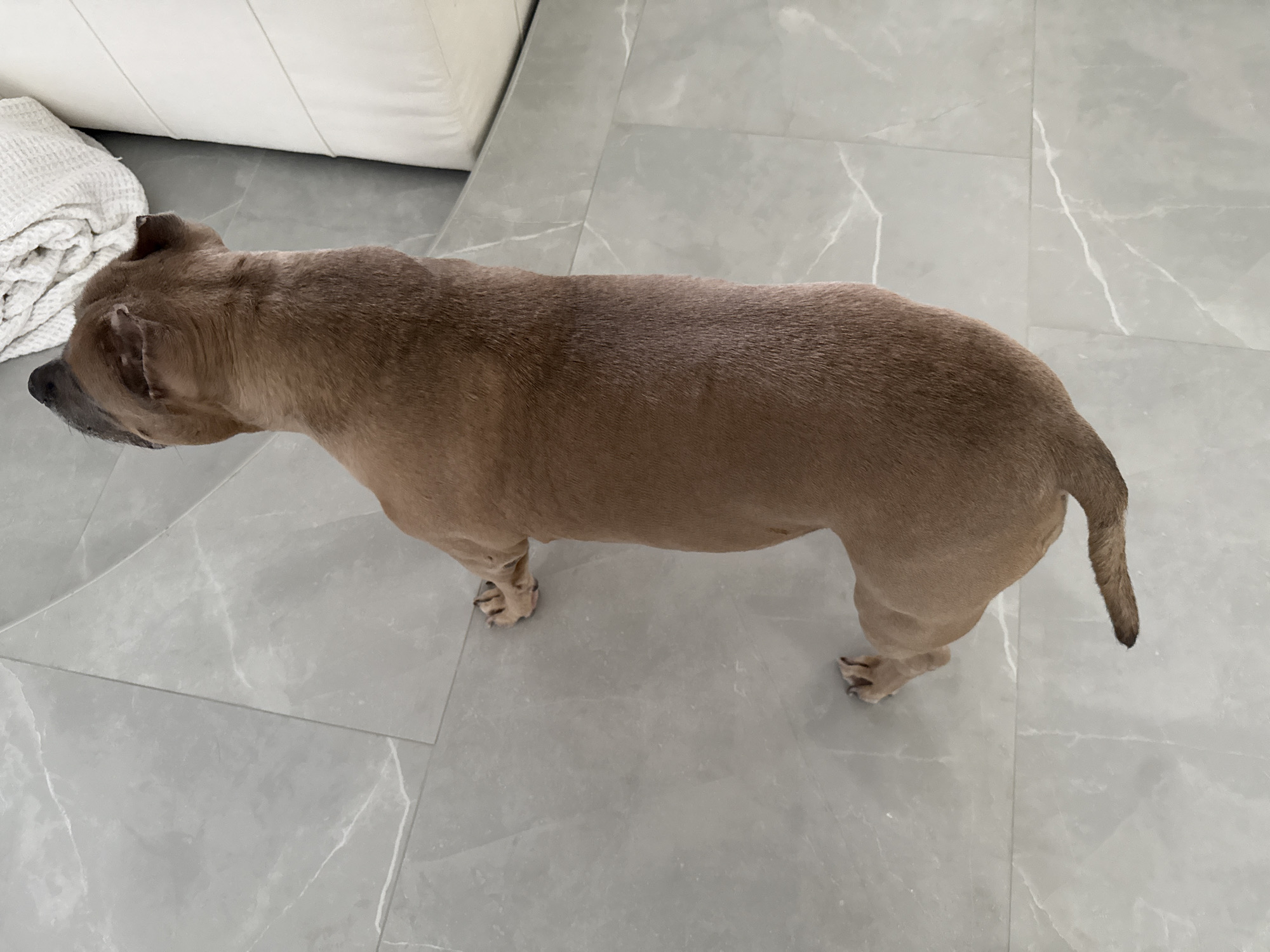 The image shows a tan American Bully dog standing on a light gray tiled floor. The dog is positioned in the center of the frame, viewed from above and slightly to the side, with its head pointing towards the upper left and its tail towards the lower right. The dog's ears are cropped. In the background, a white sofa and a white folded blanket are partially visible. The location is presumed to be indoors in Davie, Florida based on location request and other details visible in the image.