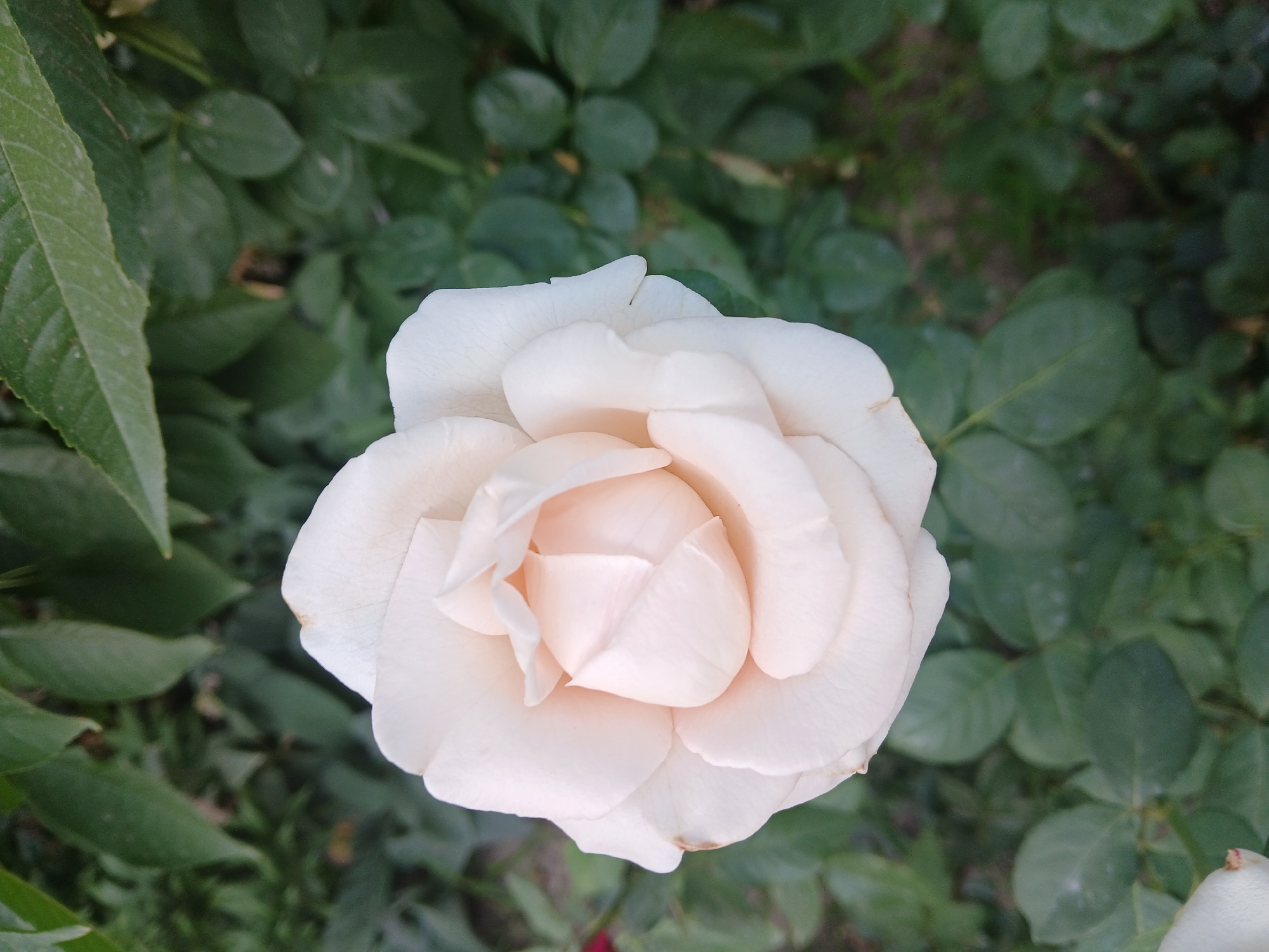 A close-up, high-angle shot features a single, light-peach colored rose in full bloom, its petals unfurling in soft layers. The rose is positioned centrally, dominating the frame. The background is a blur of dark green foliage, with some lighter green leaves from the rose bush and other plants visible. The lighting is soft and diffused, suggesting an outdoor setting, possibly a garden or park. There is no indication of any urban environment or specific landmarks that would place it in Коктал, Kazakhstan. The image is devoid of people or any specific activity.