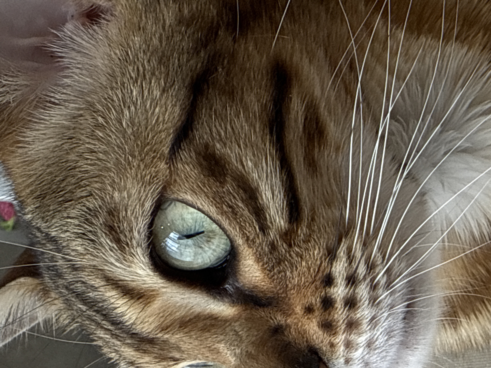 This is a close-up, eye-level, outdoor, daylight photograph of a cat's face. The cat is facing right and is mostly in focus, with the background slightly out of focus. The cat has green eyes and brown and black striped fur. Its whiskers are long and white. The photograph is taken in an unknown location in an unknown city.