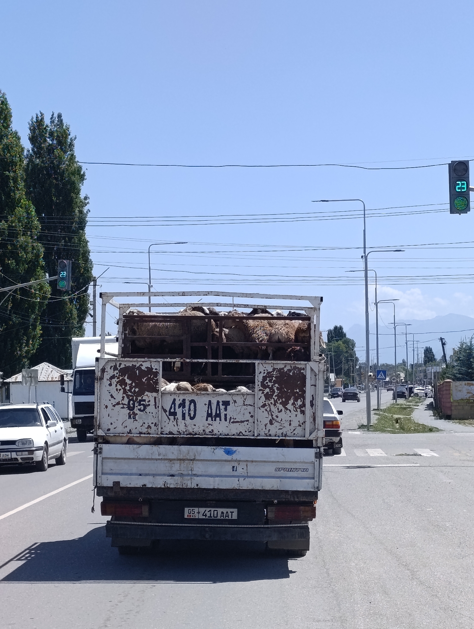 An eye-level, medium shot captures a white flatbed truck with a rusty cage filled with sheep on a sunny day in At-Bashy, Kyrgyzstan. The truck is parked on a paved road, possibly at an intersection, with a white car visible to the left. Traffic lights are visible, with one displaying a green light and a countdown timer of "23". Several power lines crisscross the sky, and a few trees line the roadside. In the background, distant mountains can be seen. The truck has the license plate "05 410 AAT" and "SPRINTER" written on it.