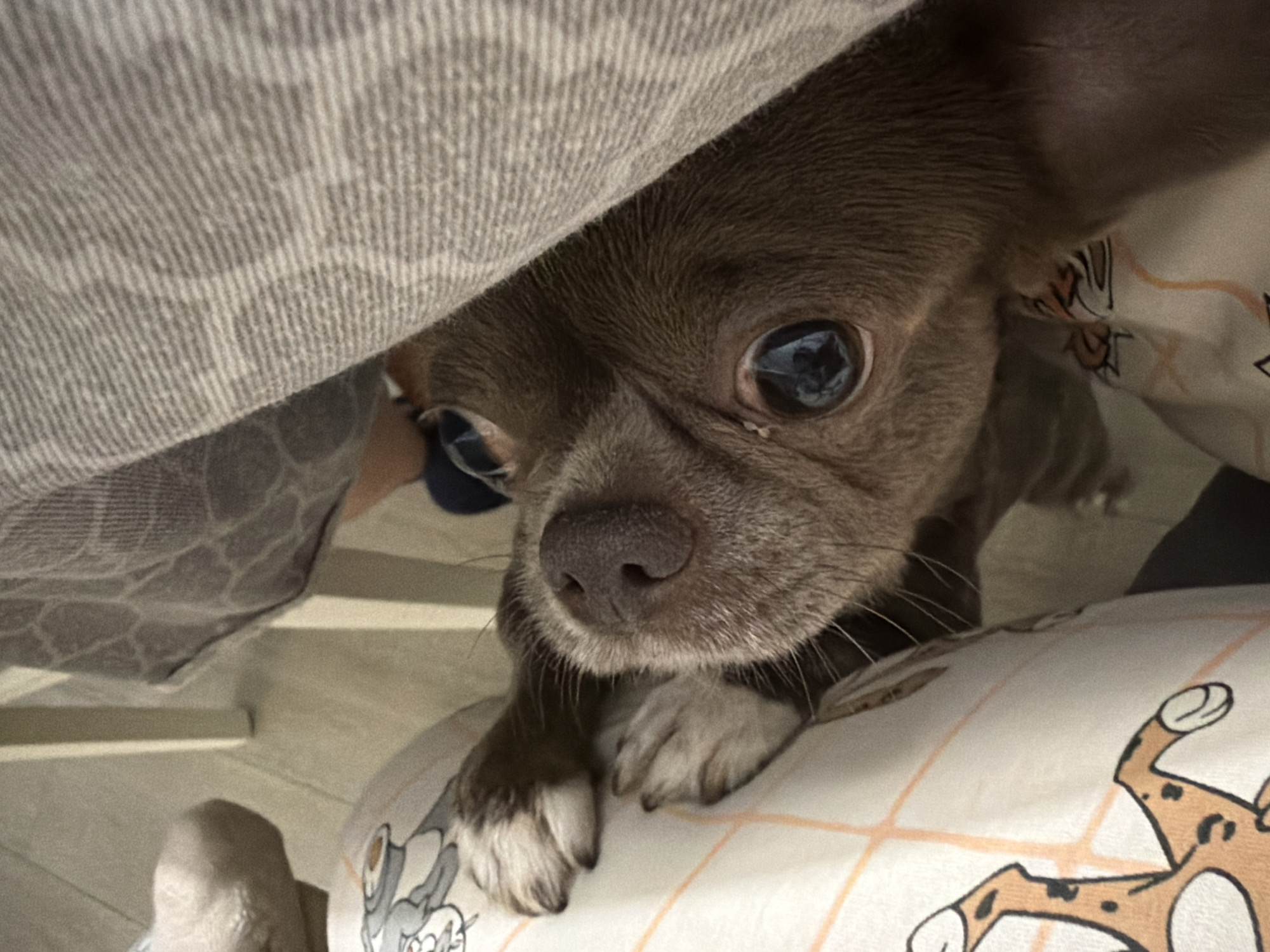 A brown chihuahua is partially visible, with its head and front paws emerging from under a gray blanket. The dog's face, featuring large, reflective eyes and a moist nose, is the primary focus. The paws are positioned on a patterned fabric, possibly a bedspread or pillowcase, depicting cartoon-like figures. The background environment is indistinct. The location is not determinable from the image.
