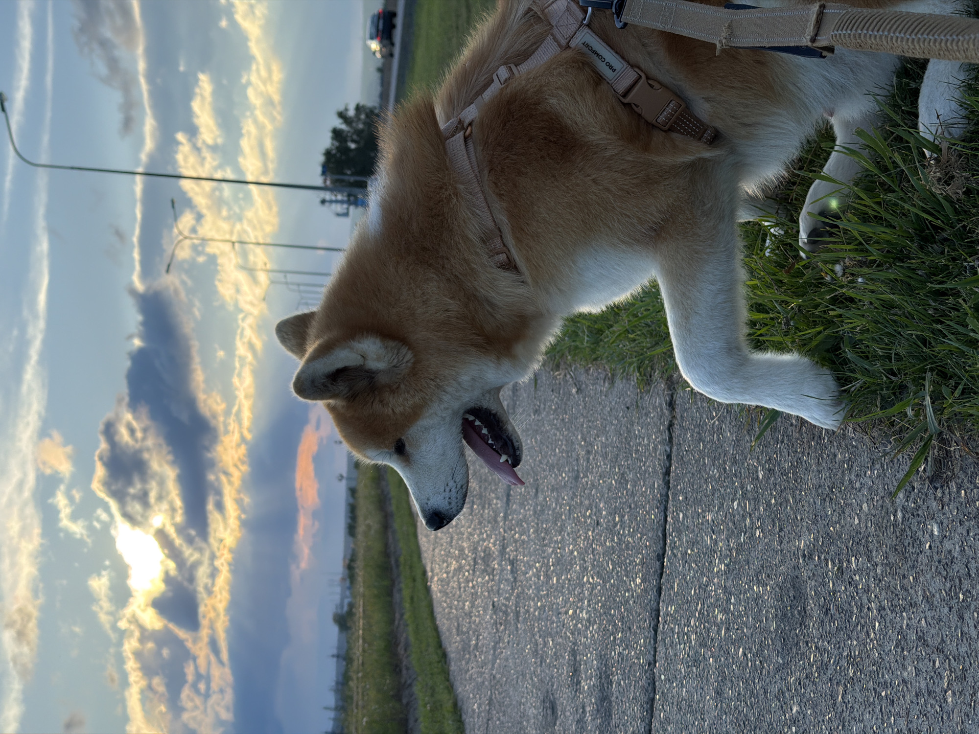 An Akita dog with tan and white fur is sitting on the grass next to a paved path. The dog is wearing a tan harness. The dog's mouth is open, and its tongue is hanging out. The dog is looking to its left. In the background, there is a road with a car driving on it, streetlights, and a sunset with dramatic clouds. The sky is a mix of blue, orange, and yellow. The location appears to be the outskirts of Chaikovsky, Russia, given the presence of roads, streetlights, and a rural landscape. The lighting suggests it is late afternoon or early evening.