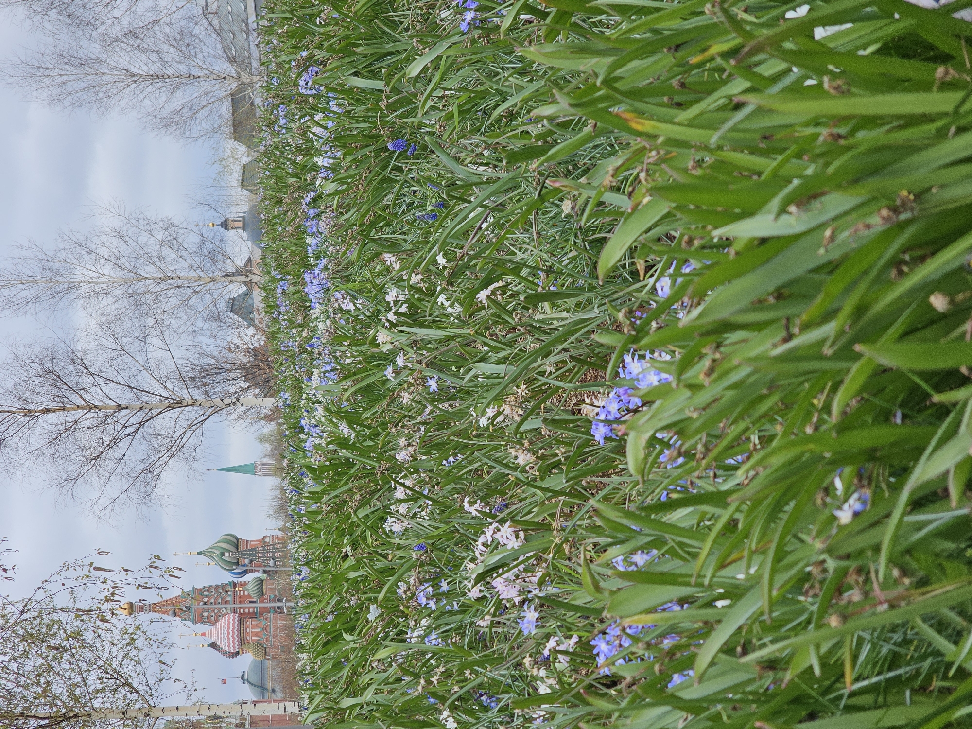 The image captures a view of St. Basil's Cathedral in Moscow, Russia, as seen from a ground-level perspective through a field of green plants with small blue and white flowers. The iconic colorful domes and spires of the cathedral are visible in the background, along with the spire of another building. Bare trees with slender branches stand to the left of the cathedral. The sky appears overcast. The foreground consists of a dense patch of long, pointed green leaves intermixed with small blue and white flowers. The ground is not visible, due to the thickness of the plants. The image is oriented vertically.