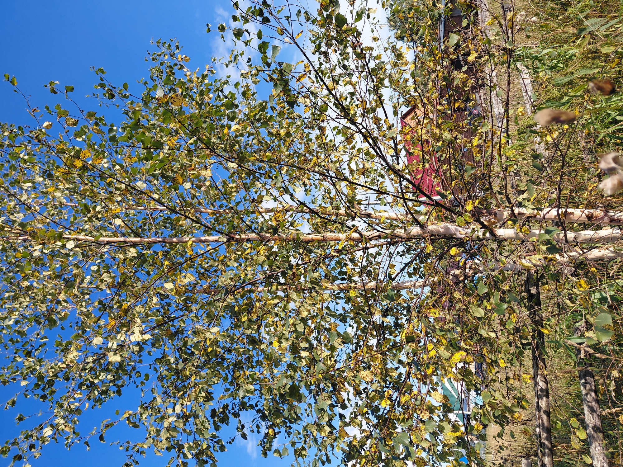 The image depicts a view of a rural landscape in Malinovka, Russia, under a clear blue sky with scattered clouds. In the foreground, a birch tree with light-colored bark displays leaves in various stages of autumn color, transitioning from green to yellow. A rustic wooden fence runs horizontally across the mid-ground, composed of rough-hewn logs. Behind the fence, the roofs of several houses are visible, one with a red roof and another with a green and white roof. The overall scene suggests a tranquil, late summer or early autumn day in a village setting. No people or animals are clearly discernible in the image. The environment is characterized by vegetation, including the prominent birch tree and tall grasses and reeds in the foreground and mid-ground.