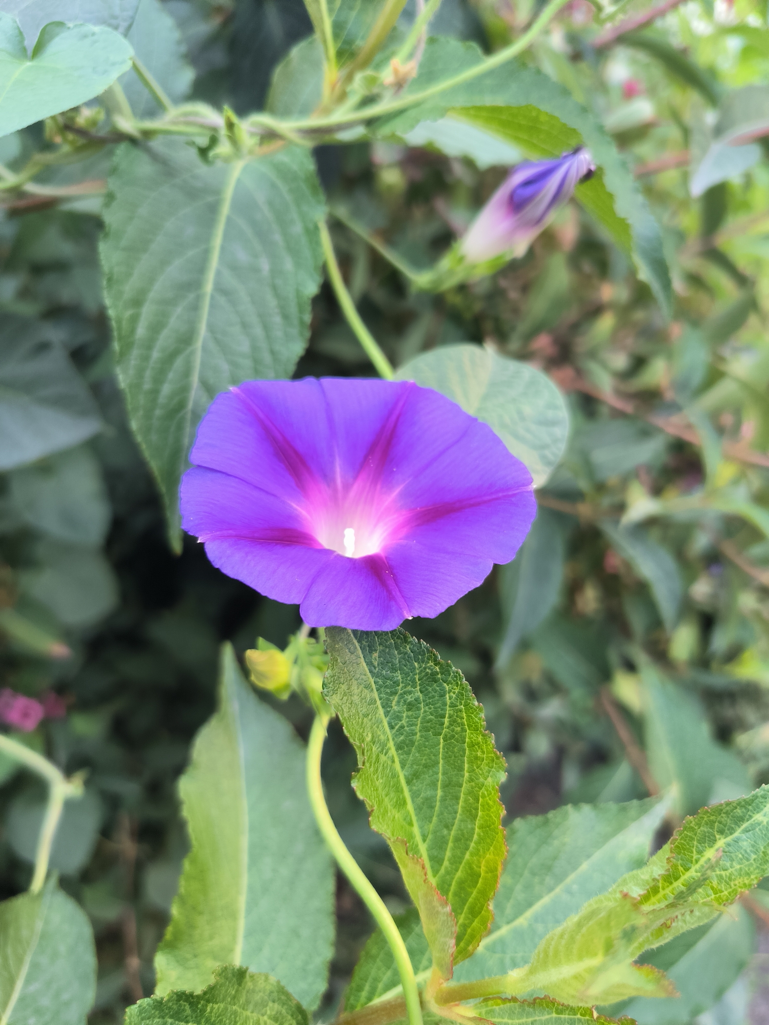 A close-up, eye-level shot captures a vibrant purple morning glory flower in bloom, positioned slightly off-center to the left. The flower's petals are a deep purple, transitioning to a lighter pink and white at its center, which emits a bright glow. Veins are visible on the petals, adding texture. Behind and around the flower, out-of-focus green leaves and stems create a natural backdrop. To the upper right of the main flower, a single purple bud, still closed, is visible, hinting at more blooms. The lighting suggests it is daytime, with the sun illuminating the flower from above and slightly to the front. The setting appears to be an outdoor garden or natural environment. There are no people or man-made objects immediately apparent. The location is identified as Bishkek City, Kyrgyzstan.