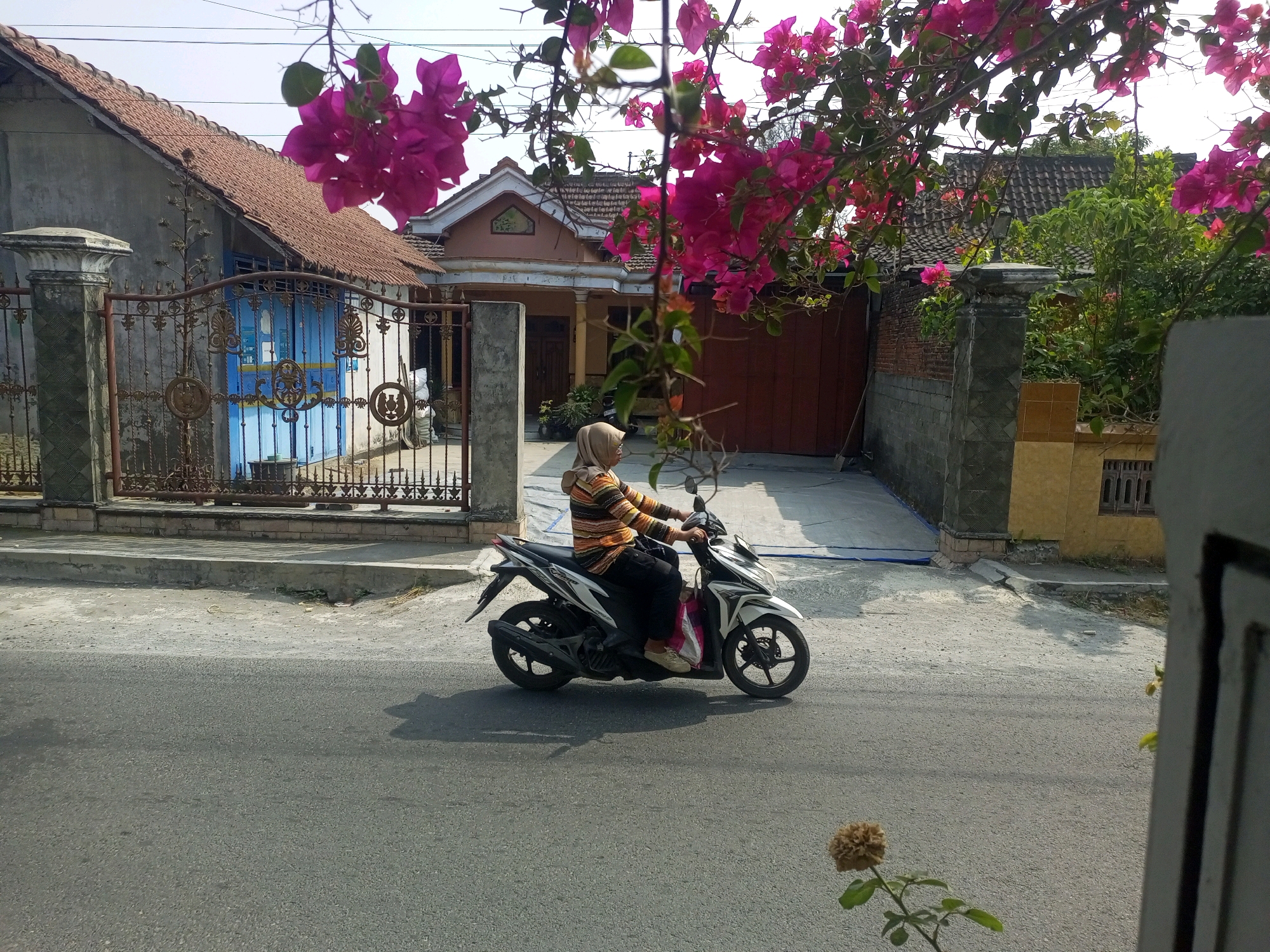 In the city of Ngasem, Indonesia, a person wearing a hijab and a striped shirt rides a white motorcycle on a paved road. The motorcycle is in motion, casting a shadow on the asphalt. To the left of the road, a gate and a house with a terracotta tiled roof are visible. Pink bougainvillea flowers hang from branches in the foreground, framing the scene. The sky is clear and bright.