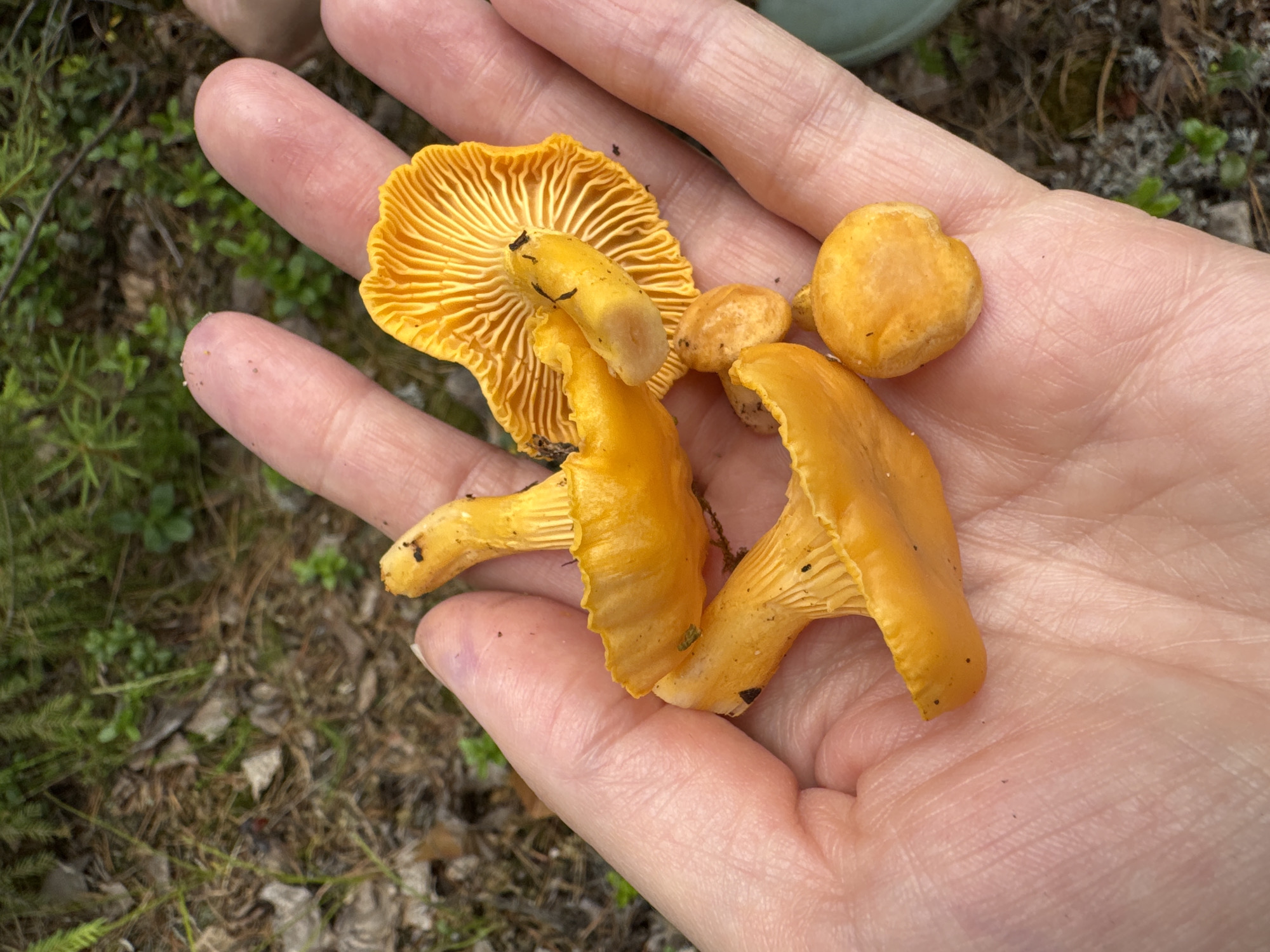 A person's open palm, with several bright orange chanterelle mushrooms, is held up against a background of forest floor vegetation. The mushrooms are the primary focus, with their distinct wavy caps and ribbed undersides visible. The skin of the hand appears fair and is wrinkled. The background consists of dry pine needles, moss, and low-lying green plants, characteristic of a forest environment. No urban or city elements are discernible.
