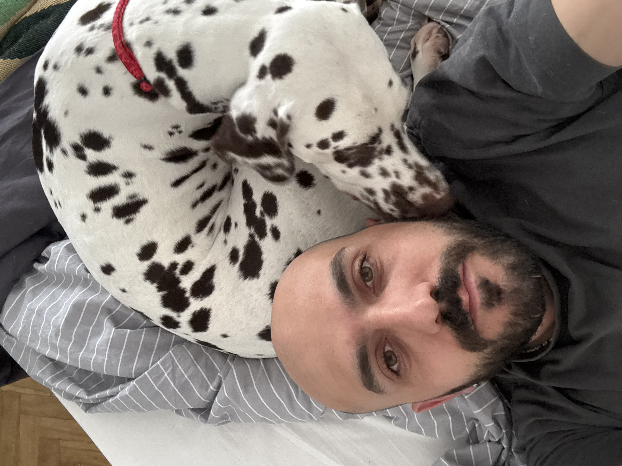 A close-up, slightly angled overhead shot shows a man lying down with a Dalmatian dog nestled close to him. The man has a shaved head, light skin, brown eyes, and a dark beard. He is wearing a dark gray shirt. The dog is white with brown and black spots, and it has a red collar. They are lying on a bed with gray and white striped sheets. The location is inside a building, likely a private residence; there's no information to suggest it is located in Moscow, Russia.
