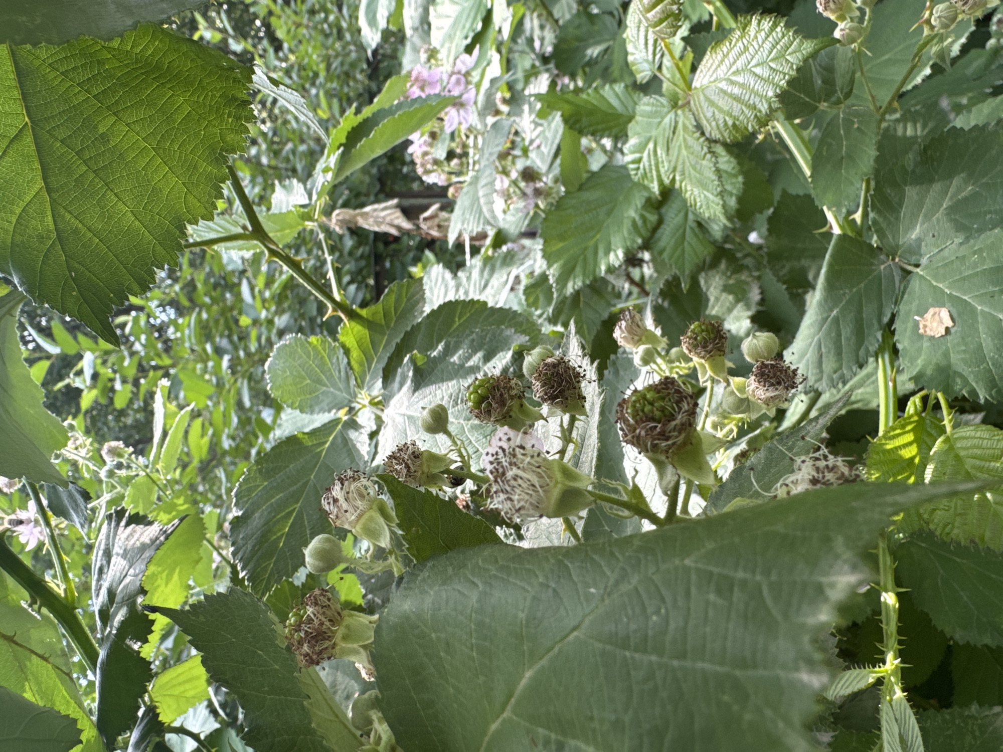 The image shows a close-up view of blackberry plants with developing fruit and flowers. The plants are in a natural setting with lush green foliage and sunlight filtering through the leaves. There are no people or animals visible in the image. The scene appears to be outdoors, possibly in a garden or a wild area. The focus is on the intricate details of the plant, including the thorny stems, textured leaves, and small, delicate flowers and fruit. The overall impression is one of natural growth and the early stages of fruit development. The location in Koklaisai, Kazakhstan, is not discernible from the visual information provided in the image.