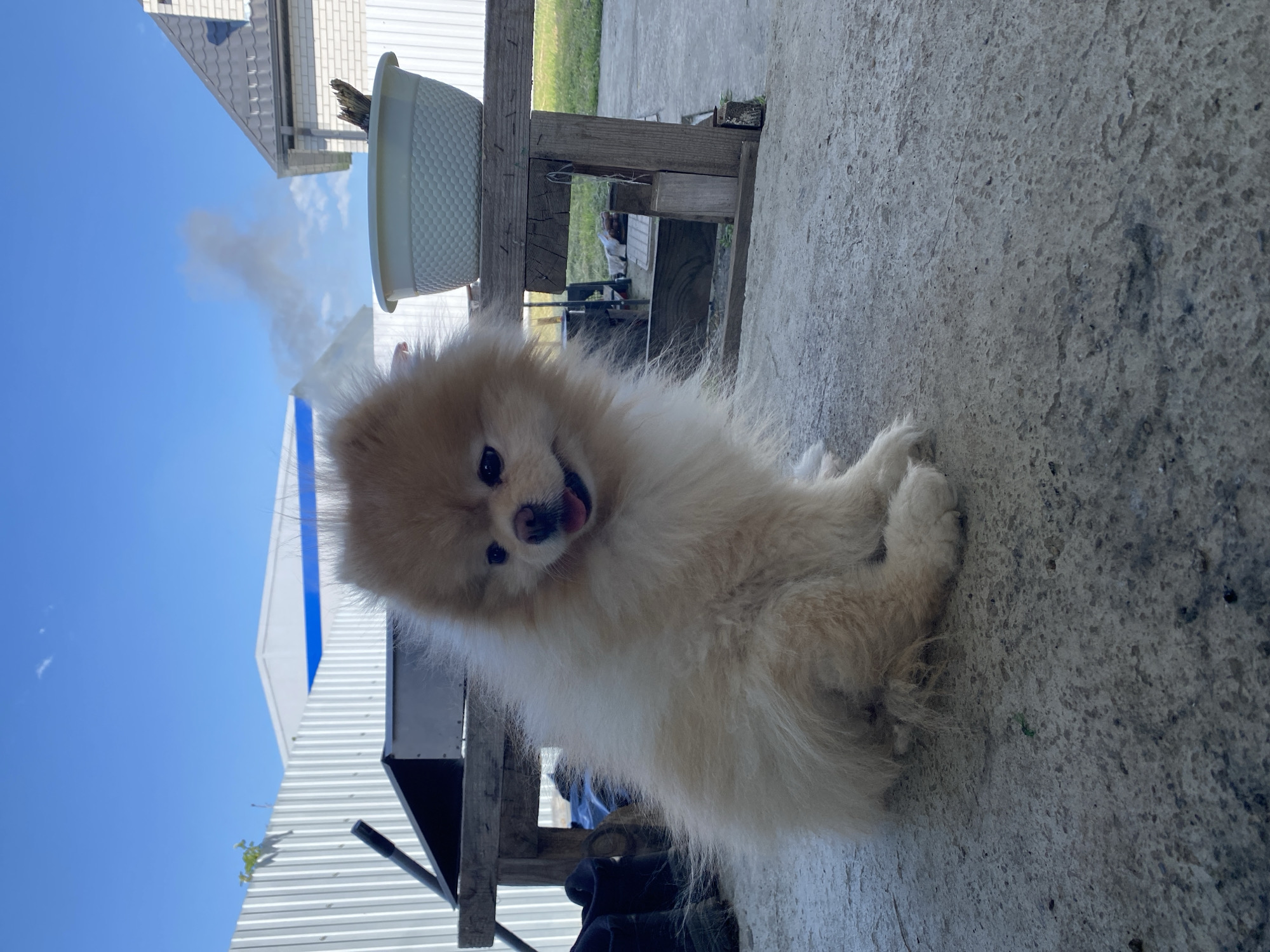 The image depicts a light-colored, fluffy Pomeranian-type dog sitting on a concrete surface. The dog is facing forward and slightly tilted its head. The background includes a wooden structure with a white plastic planter on top, a corrugated metal wall, a blue sky, and the corner of a light-colored building. The location is possibly in the city of Industrialny, Russia.