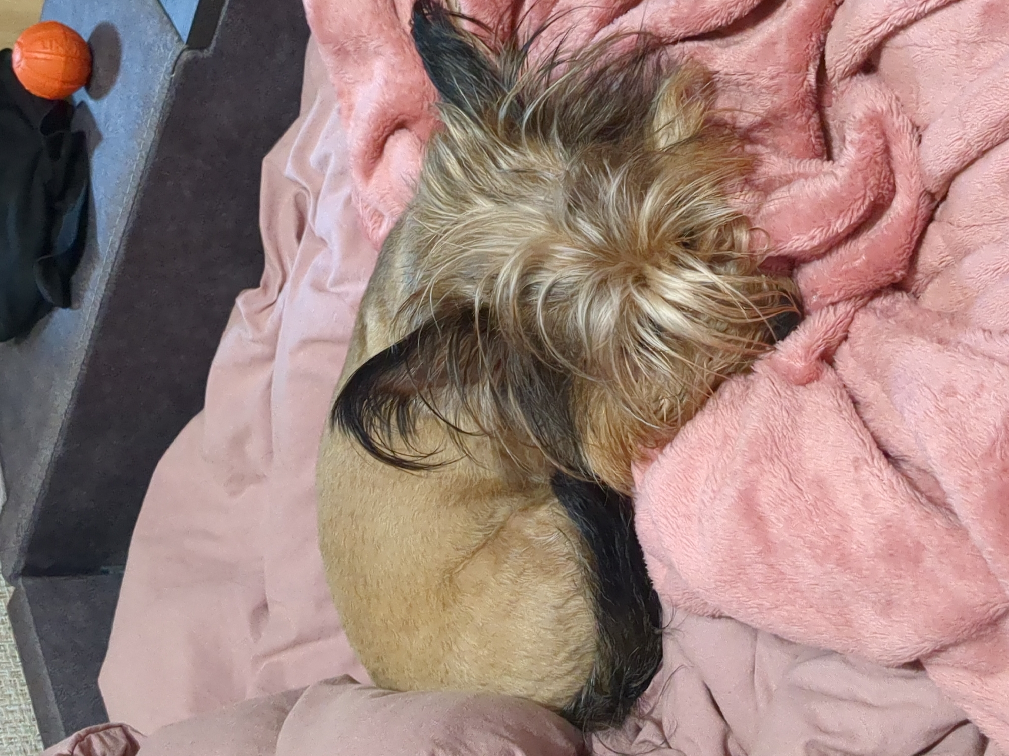 A small, scruffy, tan and black dog is curled up asleep on a pink blanket. The dog is lying on its side, with its head tucked under its body, and its tail wrapped around itself. The dog's fur is a mix of tan, brown, and black, and it has long, shaggy hair around its face and ears. The pink blanket is soft and fuzzy, and it appears to be draped over a couch or bed. In the background, a dark grey couch and a small orange ball are visible. The scene appears to be indoors, likely in a home. The image does not provide any specific information about the location in Boryspil, Ukraine.