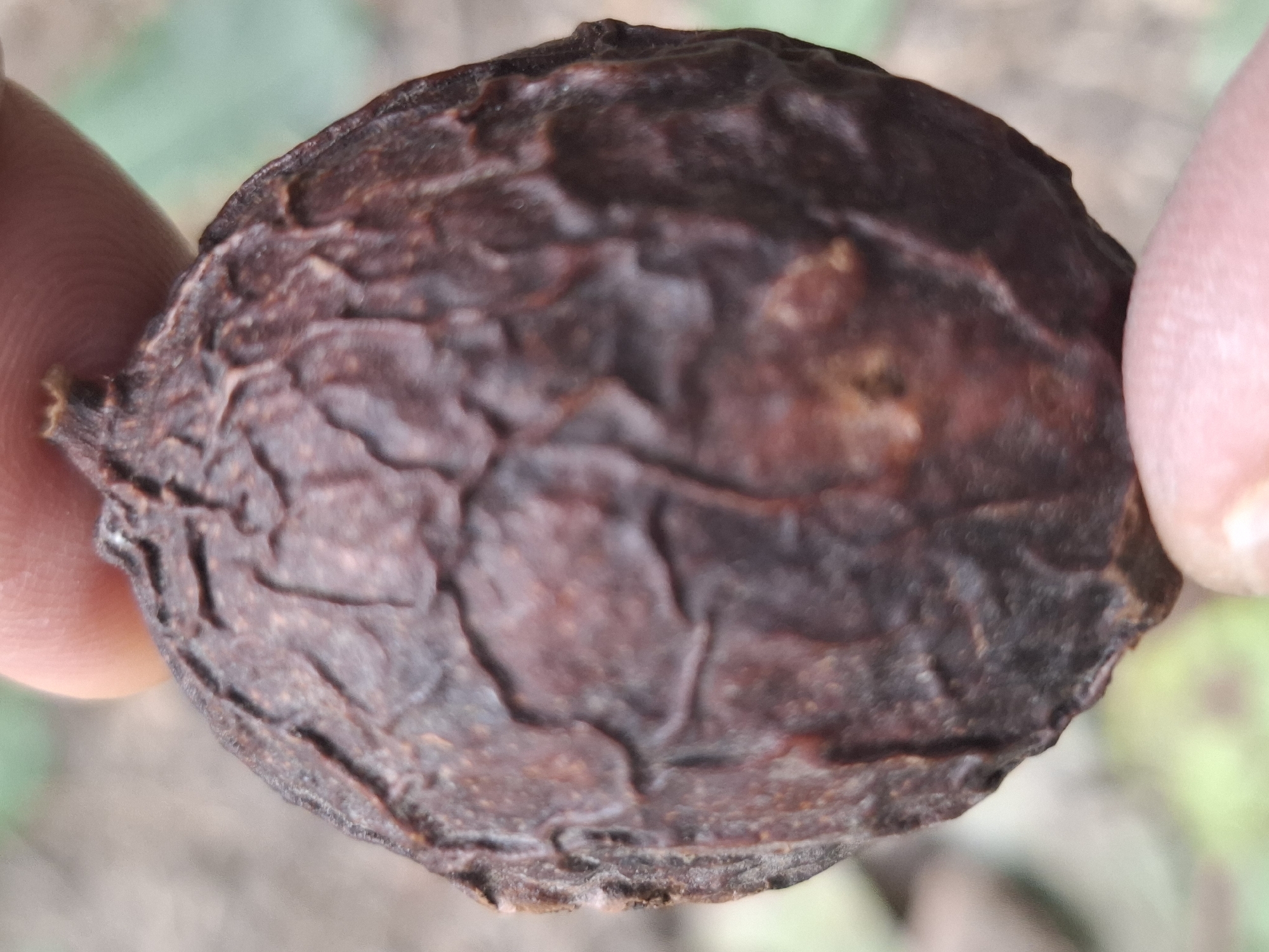A close-up, slightly blurred, eye-level shot shows a person's fingers holding a wrinkled, dark brown, roughly spherical object. The object's surface is textured with deep crevices and folds. The background is out of focus, with muted green and brown tones suggesting foliage or natural ground cover. No city or location can be determined from the image.