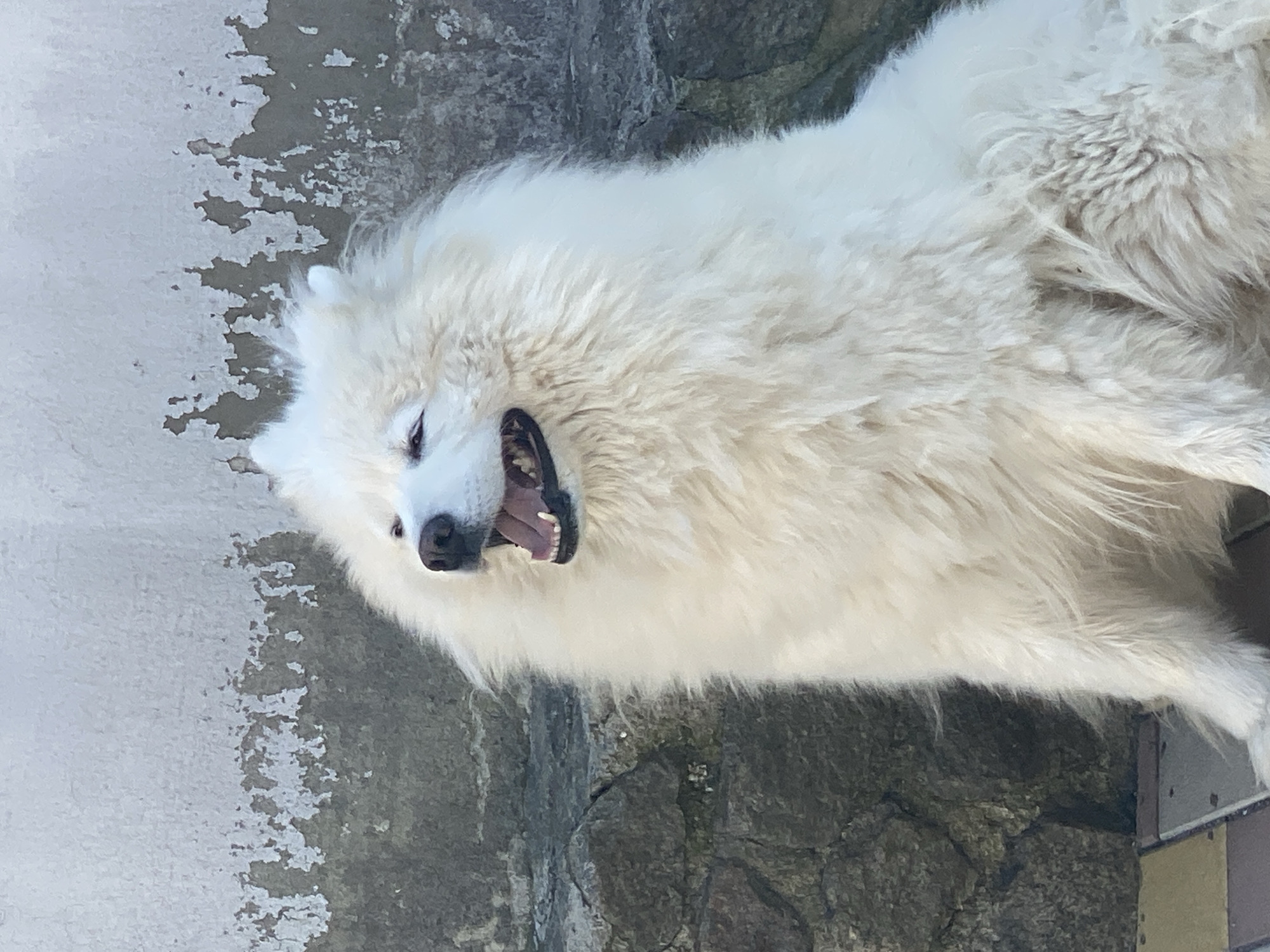 A fluffy white dog with its mouth open is sitting in front of a textured wall in an outdoor setting. The wall appears to be made of stone and concrete, with patches of peeling paint. The dog's fur is long and thick, and it is looking towards the left of the frame. The ground in front of the dog is paved with square tiles.