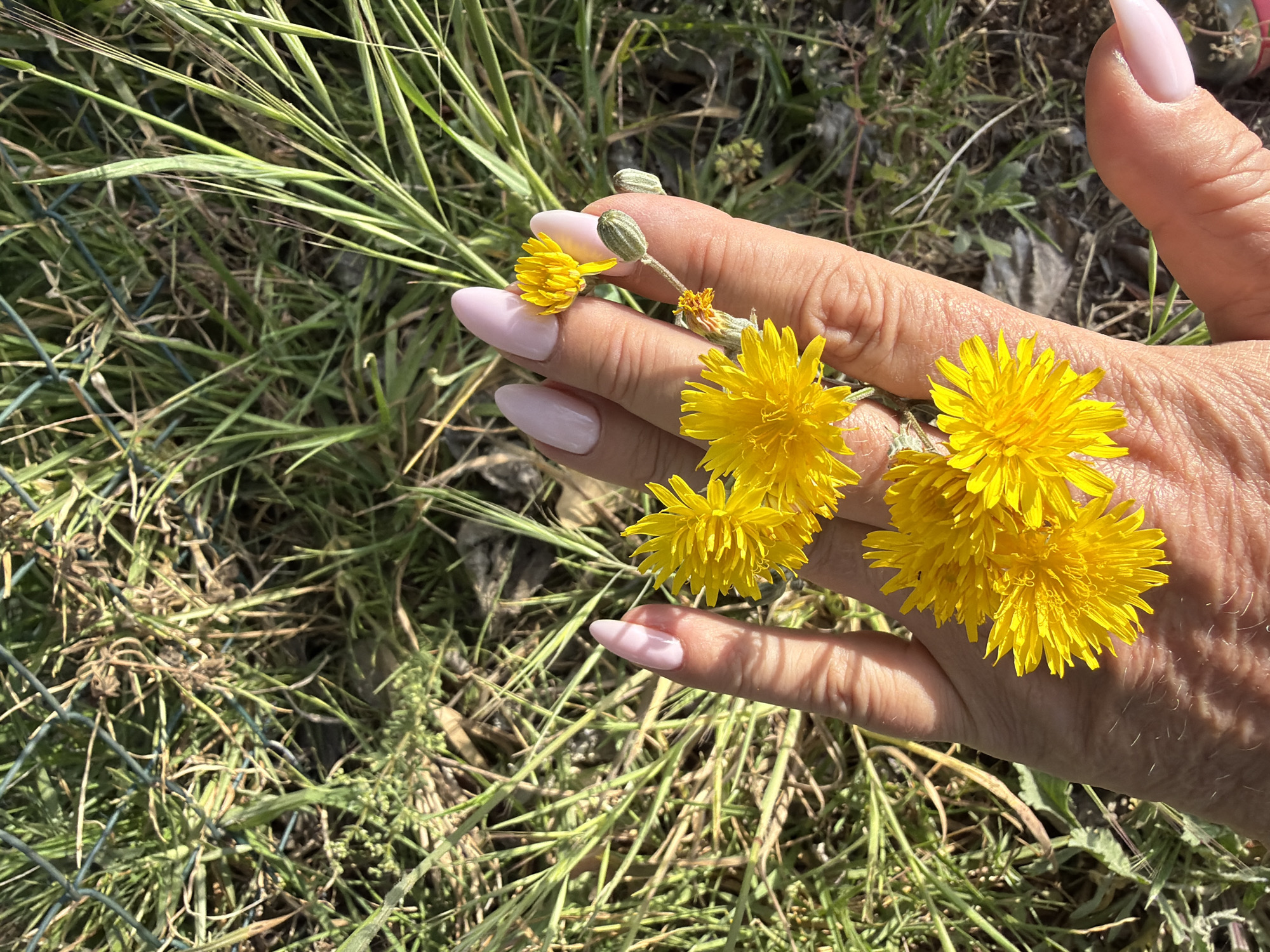 A hand is holding a cluster of yellow dandelion flowers in an outdoor setting, likely in Mont-roig del Camp, Spain. The background features grass and vegetation, partially obscured by a wire fence in the left side of the frame. The hand has light pink nail polish. The skin on the hand shows signs of aging. Shadows are cast across the hand and ground, suggesting sunlight.