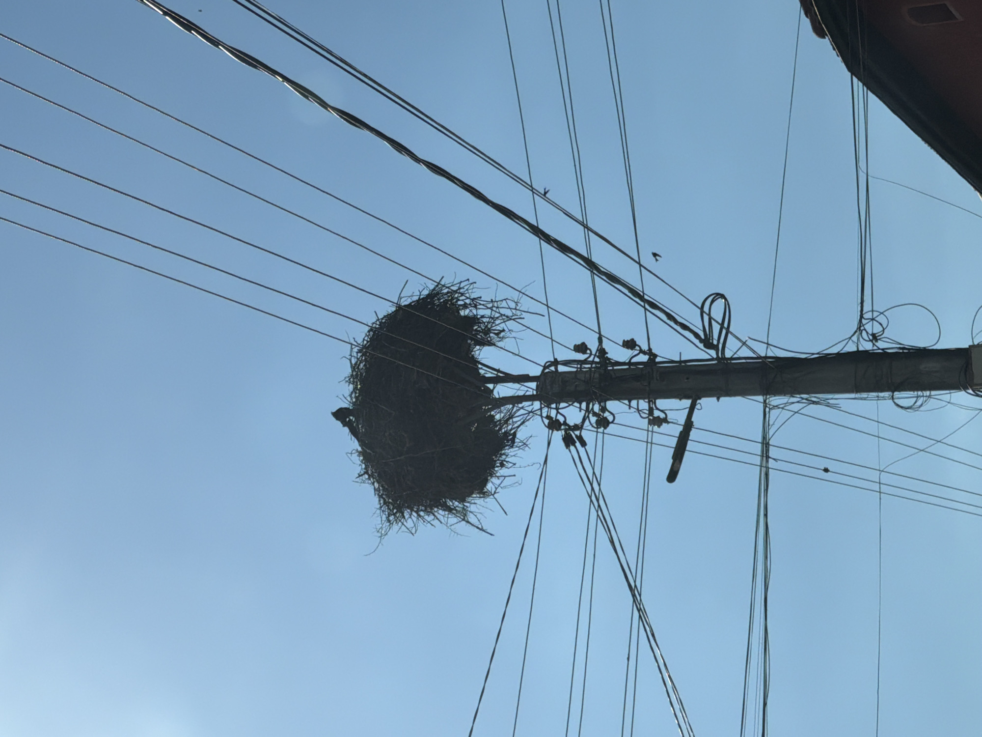 A large bird's nest sits atop a utility pole in Balgarski Izvor, Bulgaria. The nest is constructed of sticks and debris. Multiple power lines intersect the pole and nest structure. Birds are visible flying near the wires. The sky is clear and blue. Part of a building is visible in the upper right corner.