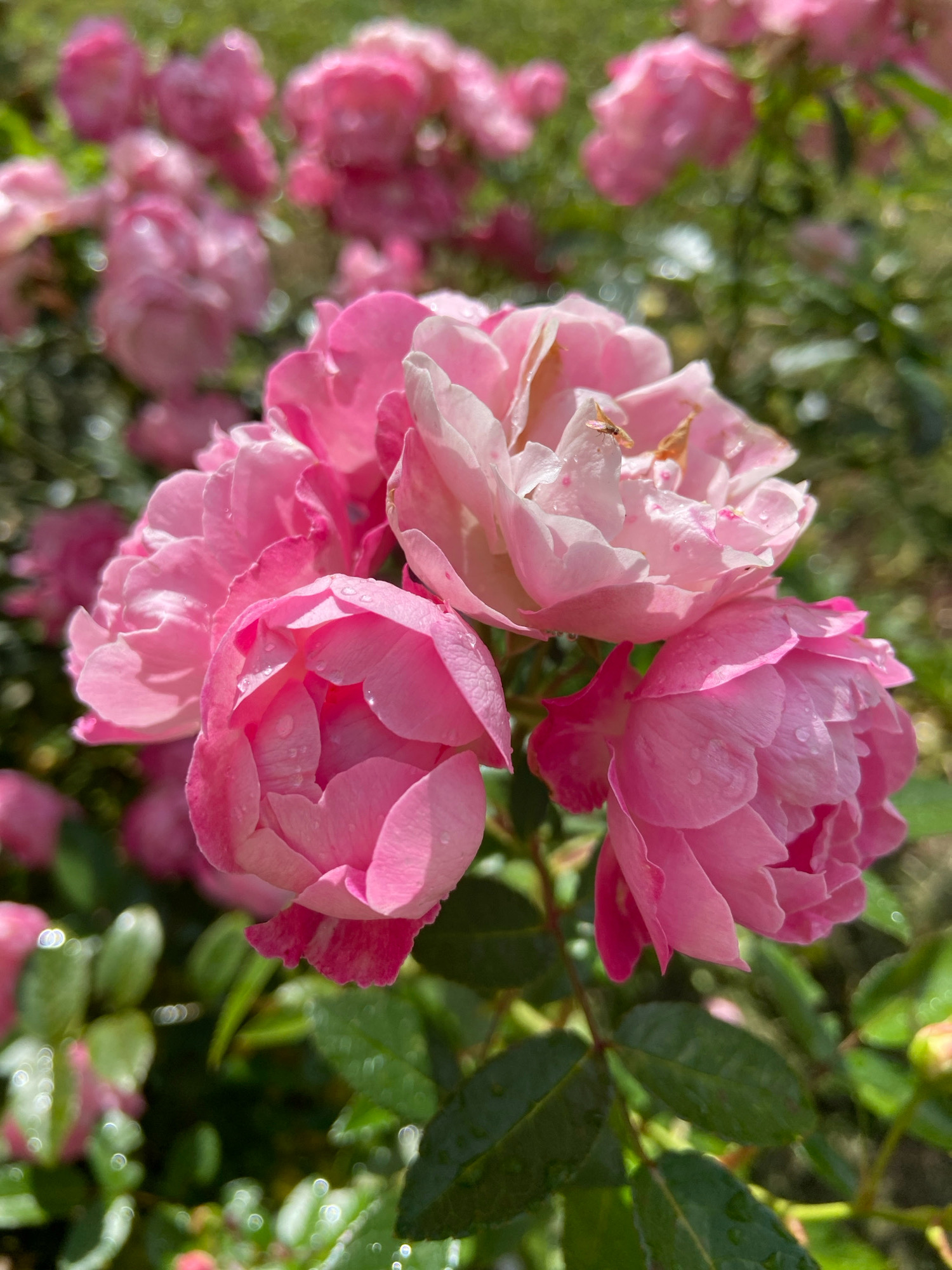 In a close-up, vertical shot, a cluster of pink roses is the central subject, set against a blurred green background suggestive of a garden. The roses are in various stages of bloom, with some fully open and others still budding. Tiny water droplets are visible on the petals, indicating recent moisture. A small, light-colored insect, possibly a fly or gnat, is perched on one of the rose petals in the upper right portion of the frame. The lighting suggests it is daytime, with sunlight illuminating the scene. The location is identified as Зимородок Днп, Russia.