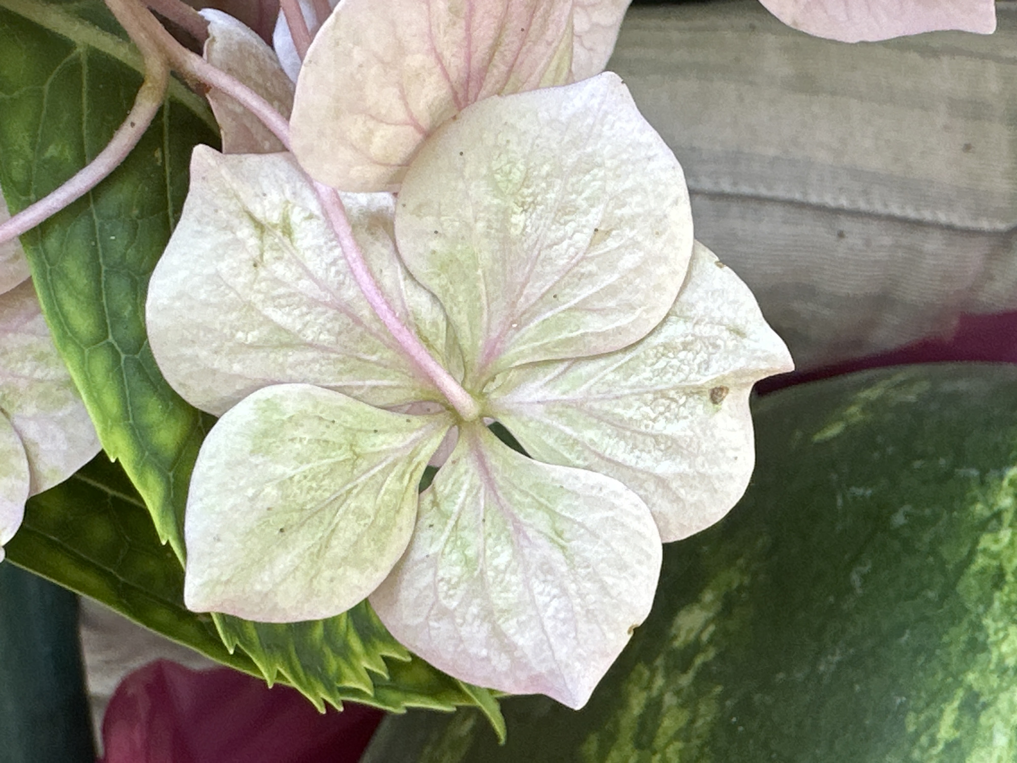 The image is a close-up shot of a pale pink hydrangea flower. The flower has four visible petals with delicate pink veins and some darker speckles. Green leaves with serrated edges are visible behind the flower, along with hints of other elements that appear to be floral arrangements or decorative items. The background is blurred and consists of muted green and tan tones. The scene is lit by natural light, highlighting the texture and fragility of the petals. The provided information about the location in Yessentuki, Russia, is not visually verifiable from the image itself.