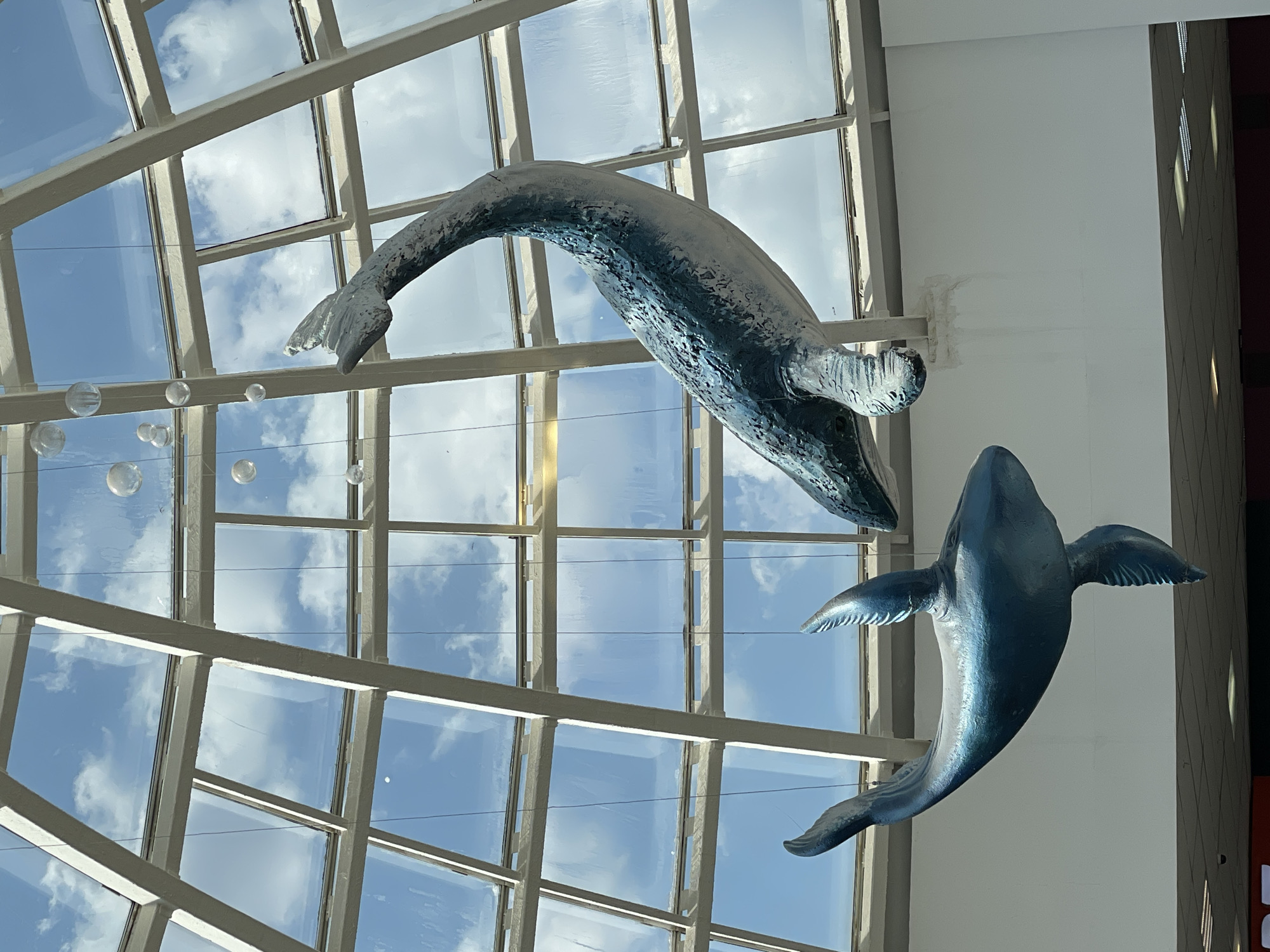 A low-angle shot shows two sculptures of whales hanging in a glass-ceilinged interior. The larger whale is at the top of the frame, curved as if diving, and is textured to resemble skin. Below it is a smaller, smoother whale figure with outstretched pectoral fins. Between the whales are several translucent, spherical decorations, suggesting bubbles. The ceiling is a grid of white beams with glass panels displaying the blue sky and scattered clouds. To the right of the lower whale, a portion of a white wall with a dark, vertical pattern is visible, suggesting the edge of the interior space. The photograph was taken inside the TC "Petrovsky" in the city of Izhevsk, Russia.
