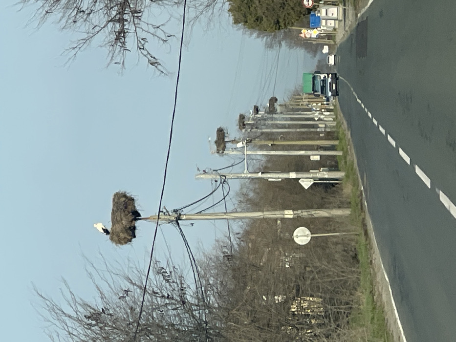 The image depicts a rural or semi-urban road scene in Bratovo, Bulgaria, under a clear, light blue sky. A paved asphalt road with a solid white edge line and a broken white center line extends diagonally from the lower left towards the upper right, receding into the distance. Along the right side of the road, a linear series of at least seven utility poles is visible. Each pole, or nearly each pole, supports a large, cup-shaped nest constructed from branches and debris. The closest nest in the upper left section of the frame is occupied by a single white stork with black primary feathers, standing upright. Multiple dark utility wires are strung between these poles. To the left of the road, and behind the poles on the right, deciduous trees and bushes with bare branches line the scene, indicating a late winter or early spring season. Green grass is visible on the verges flanking the road. In the far distance, a green and white semi-truck is driving towards the viewer on the road, followed by a lighter-colored passenger vehicle. Various road signs, including circular and square types, are positioned on the grass verges near the utility poles. No human figures are present.