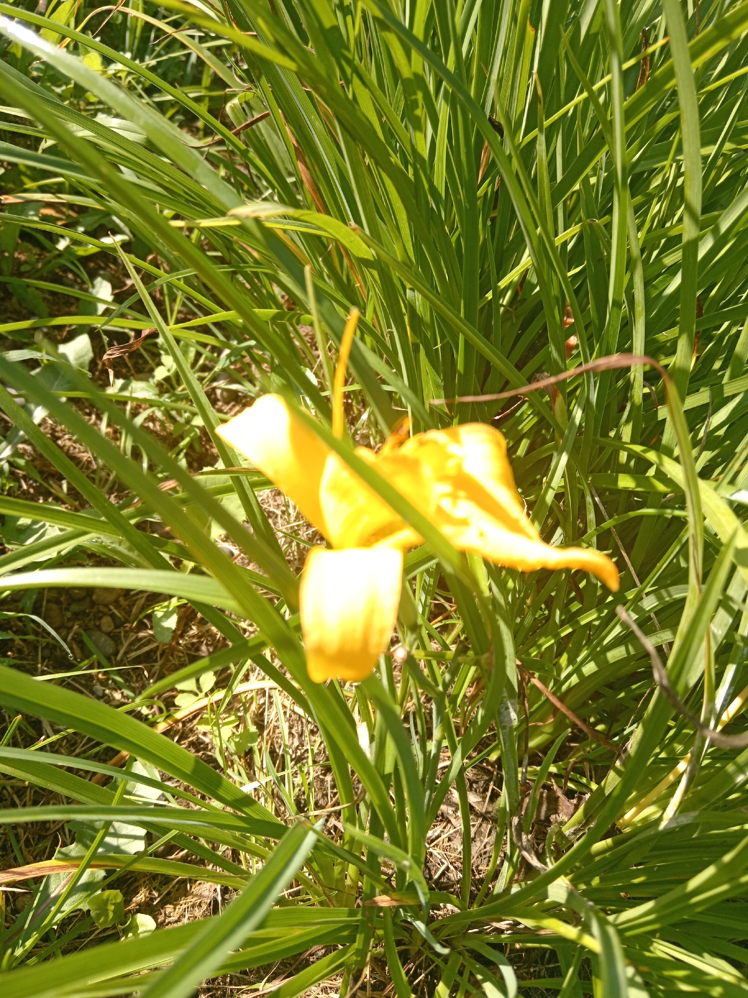 A close-up, slightly out-of-focus shot captures a yellow flower with visible petals amidst a dense growth of green grass. The sun shines brightly, casting shadows and creating highlights on the foliage. The ground beneath the grass appears to be soil with scattered dry leaves and small stones. The image does not contain any identifiable landmarks or elements that would place it specifically in Novopokrovka, Russia.