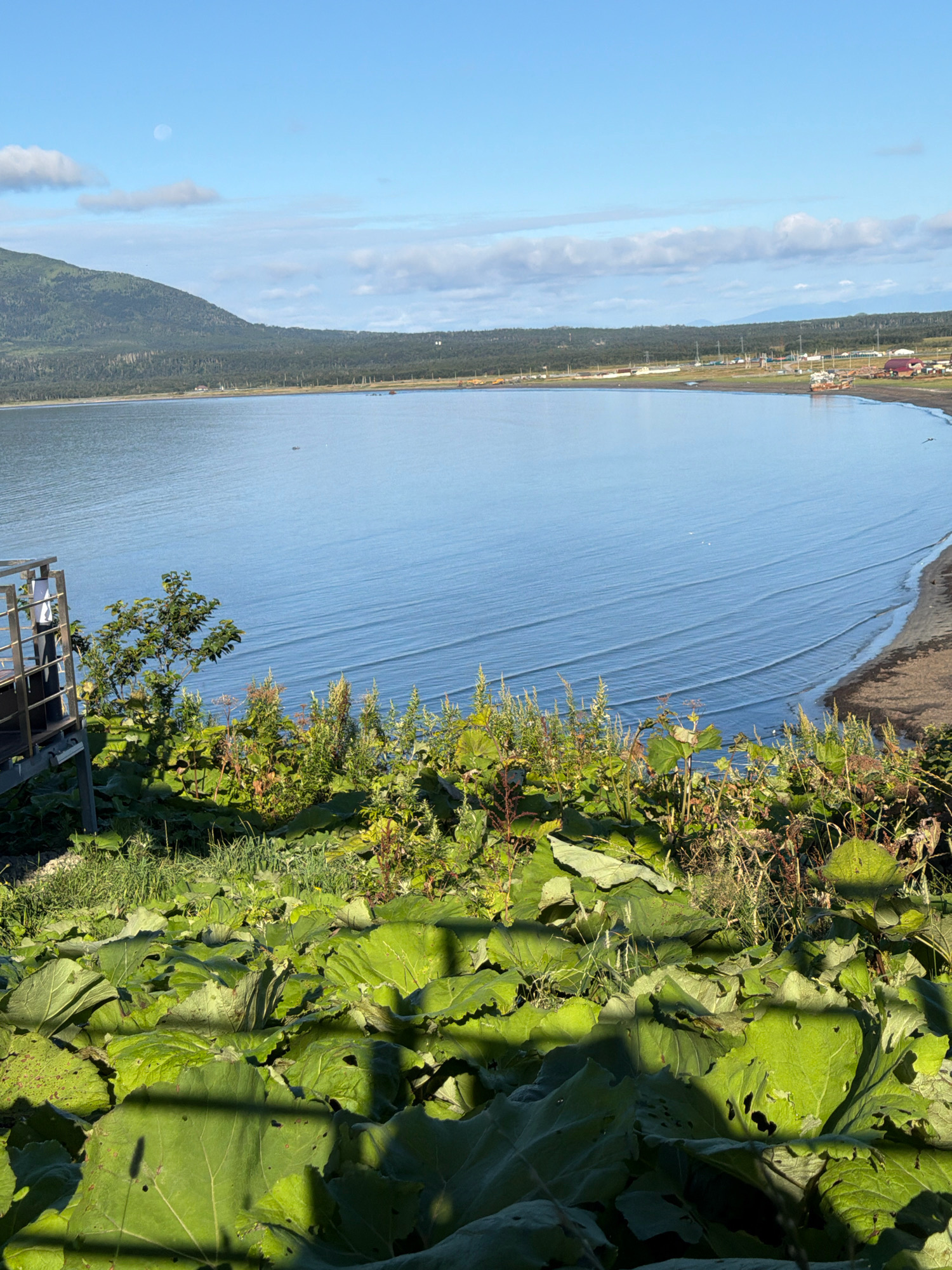 A wide-angle, full shot captures a serene coastal landscape under a clear blue sky with scattered clouds. In the foreground, large, vibrant green leaves of plants dominate, casting dappled shadows. A wooden railing and a portion of a structure are visible on the left, suggesting a viewing platform or balcony.
Beyond the foliage, a calm body of water stretches out, its surface rippled by gentle waves. The water meets a dark, sandy shore. In the distance, a low-lying coastline is lined with trees and a small settlement with red-roofed buildings. A faint, pale moon hangs in the upper left quadrant of the sky. The overall impression is of a tranquil, natural setting with evidence of human presence in the form of the settlement and viewing structure. The scene is likely situated in or near Yuzhno-Kurilsk, Russia, given the coastal geography and architectural style.