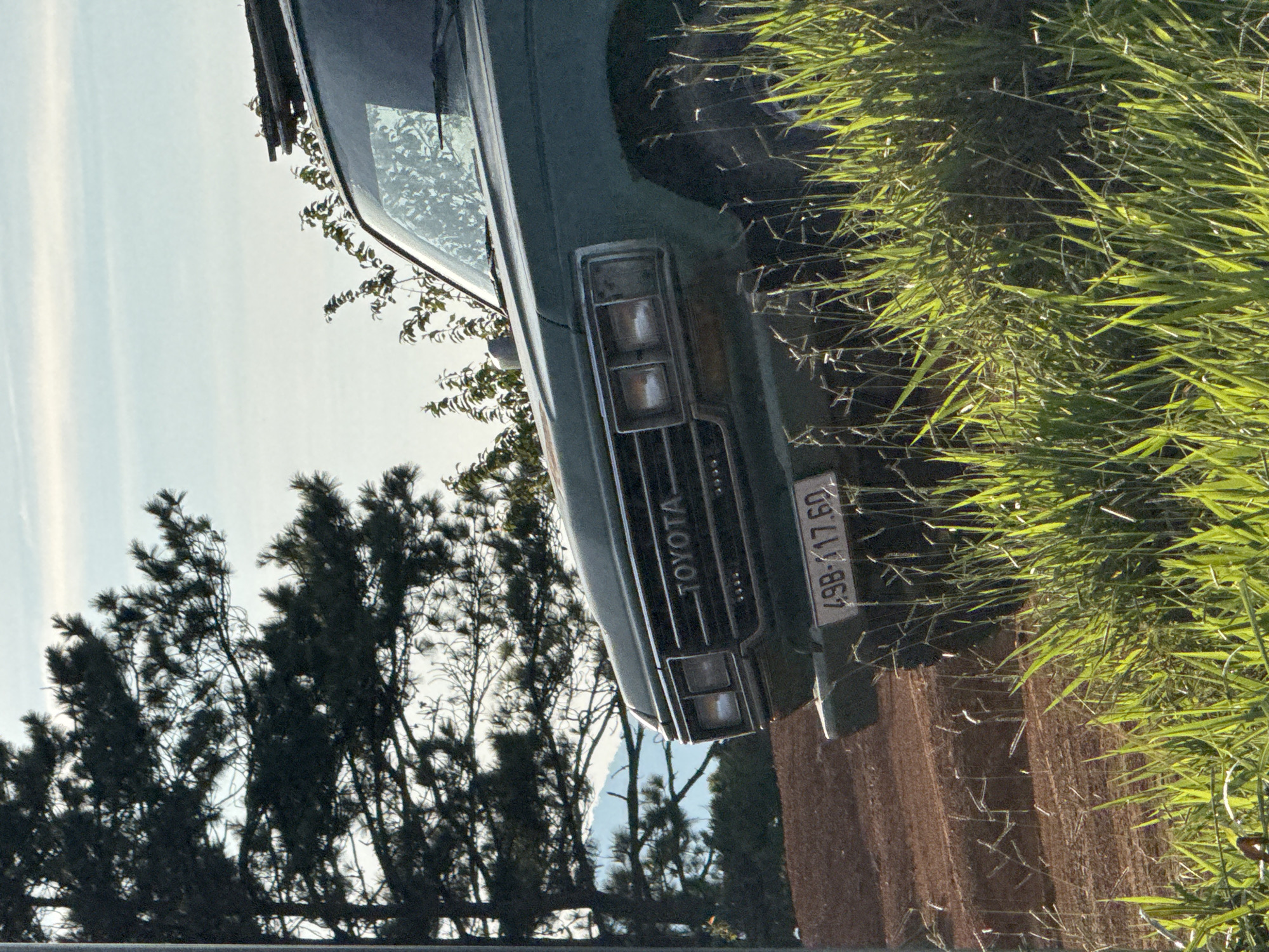 In Trường Thọ, Vietnam, a green Toyota SUV is parked on a dirt road, partially obscured by tall, sunlit grass. The vehicle's front grille, headlights, and a portion of the hood are visible. A license plate with the characters "49B-117.60" is affixed to the front bumper. Behind the SUV, a large pine tree with dense foliage dominates the left side of the frame, with its branches extending across a pale, hazy sky. Further in the background, hints of distant, misty mountains can be seen through the trees. The ground around the vehicle is a reddish-brown dirt track, and the overall lighting suggests it is daytime, likely late afternoon given the angle of the sun illuminating the grass.