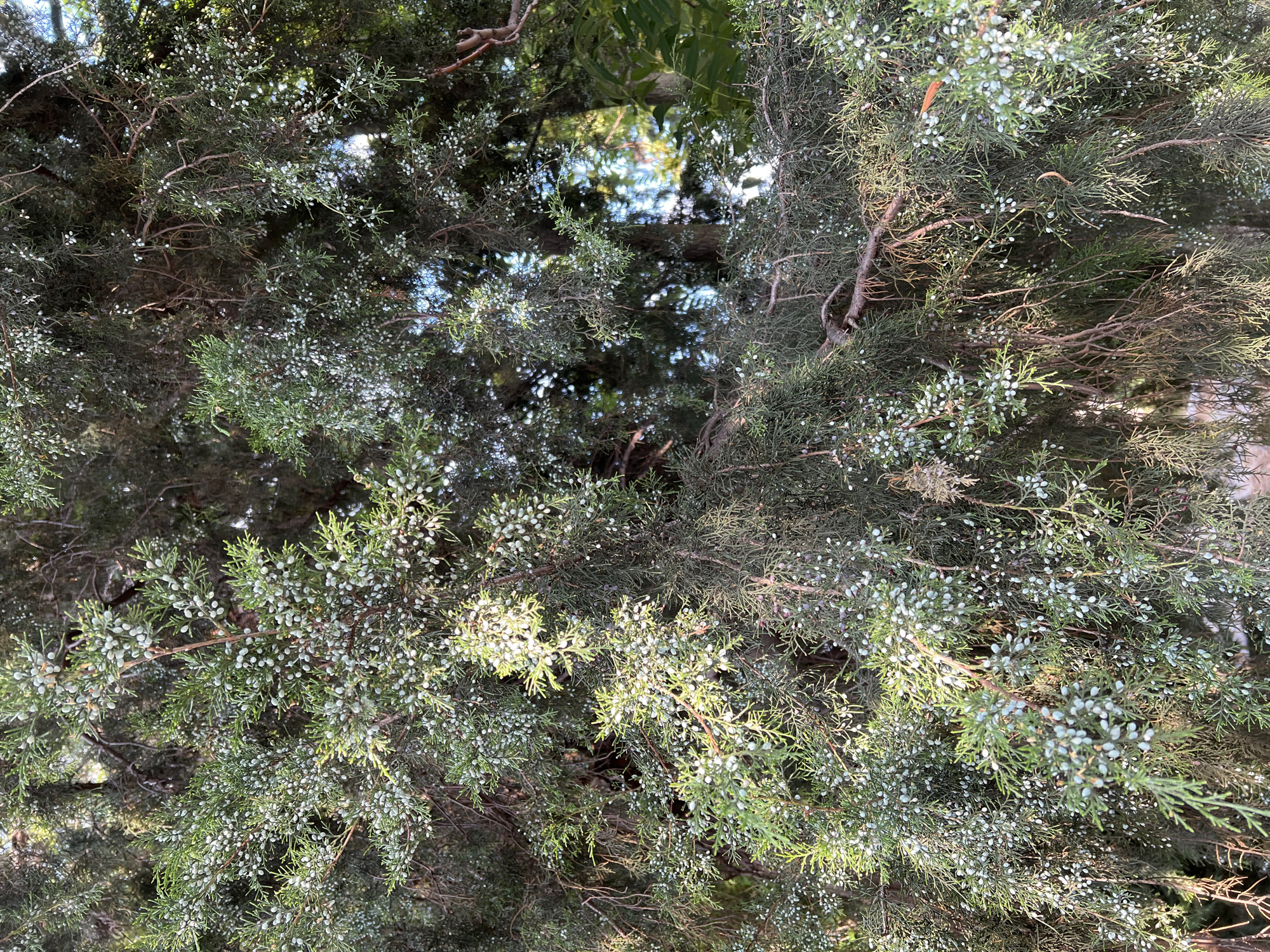 The image shows a close-up of a juniper tree with numerous small, light blue-green berries or cones. The branches are dense and appear to be covered in a light dusting of white, possibly due to the berries. The foliage is a mix of deep green and some browner, older needles. Sunlight filters through the branches, creating highlights and shadows. In the background, glimpses of other trees and blue sky are visible, suggesting an outdoor setting. The overall impression is of a natural, leafy environment. This image was captured in the city of Constanța, Romania.