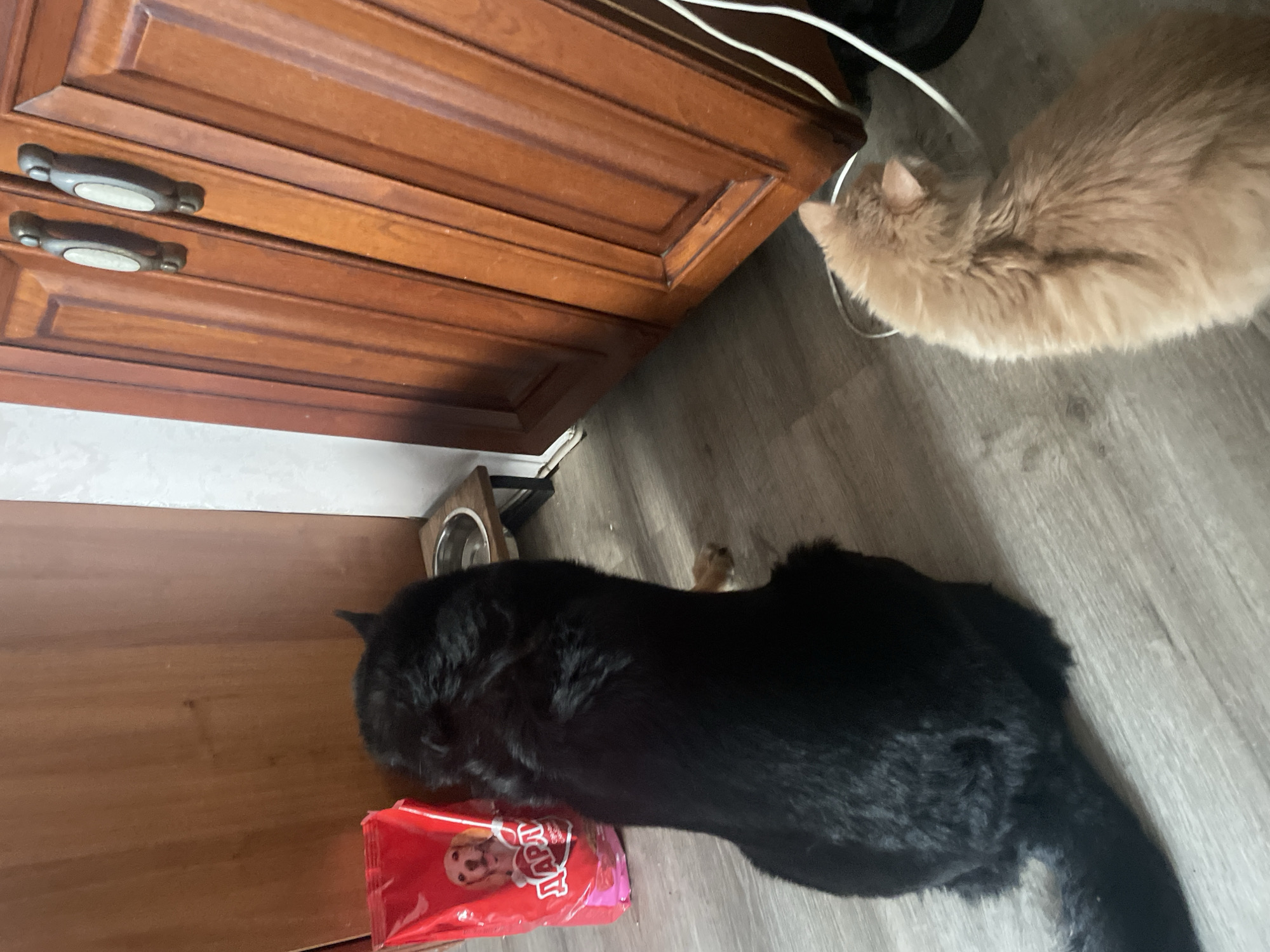 A black dog and a ginger cat are in an indoor environment, likely a kitchen or dining area, next to a wooden cabinet with two doors and two oval handles. To the left of the dog is a red bag of dog food with a picture of a dog on it. In front of the dog and slightly to its right is a metal dog bowl on a wooden stand. The ginger cat is situated to the right of the dog and appears to be looking into a metal cat bowl. The floor is made of grey laminate. The scene is viewed from a high angle, looking down on the animals.