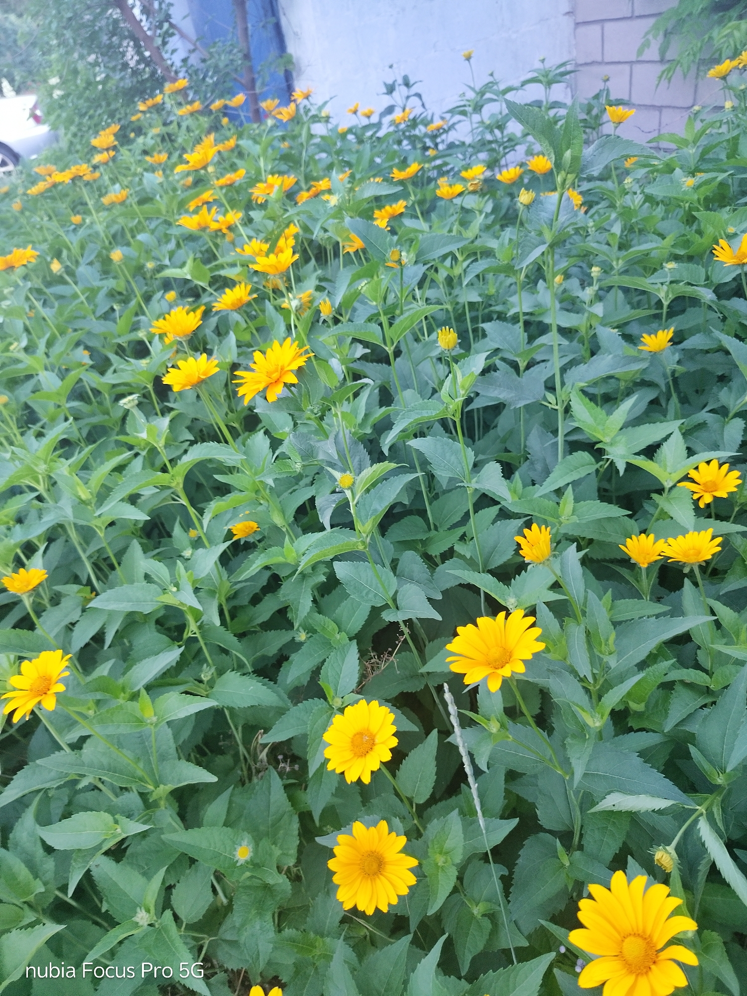 A bed of bright yellow flowers, possibly Heliopsis, is in full bloom. The flowers have prominent yellow petals and darker yellow centers. They are surrounded by lush green foliage. In the background, a light blue wall and part of a brick building are visible, suggesting an urban setting. There are no people or animals in the image. The scene appears to be in an outdoor garden or park, likely in a city like Dnipro, Ukraine, given the context of the prompt.