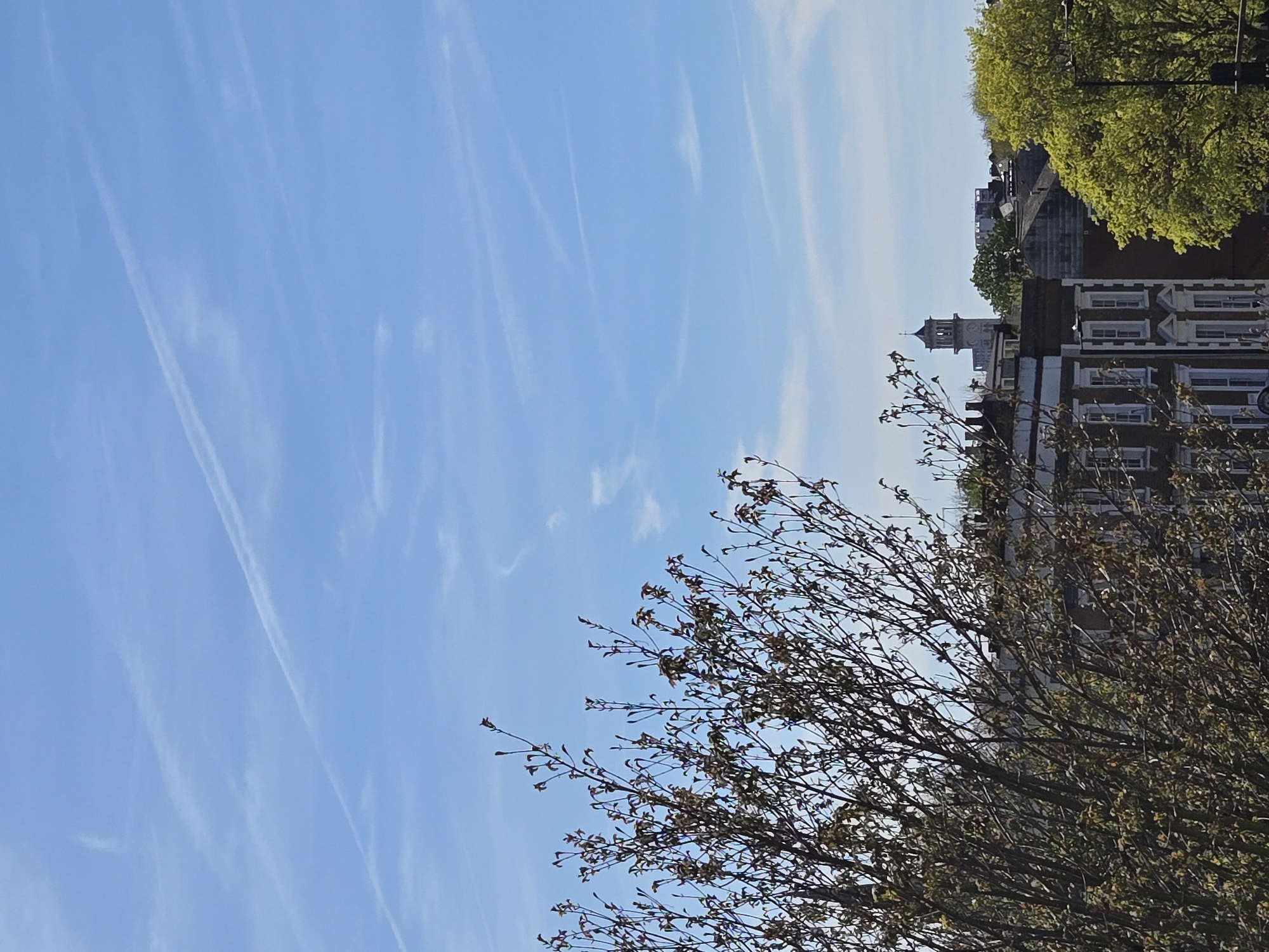 The image shows a view of a blue sky with several contrails stretching across it. In the bottom right, a tree with bare branches, just beginning to sprout leaves, partially obscures the view. Adjacent to the tree is a building with a clock tower. Other buildings are visible behind this one, as well as some green trees at the top of the frame. This scene depicts a view of the Chelsea Old Town Hall in London, United Kingdom.