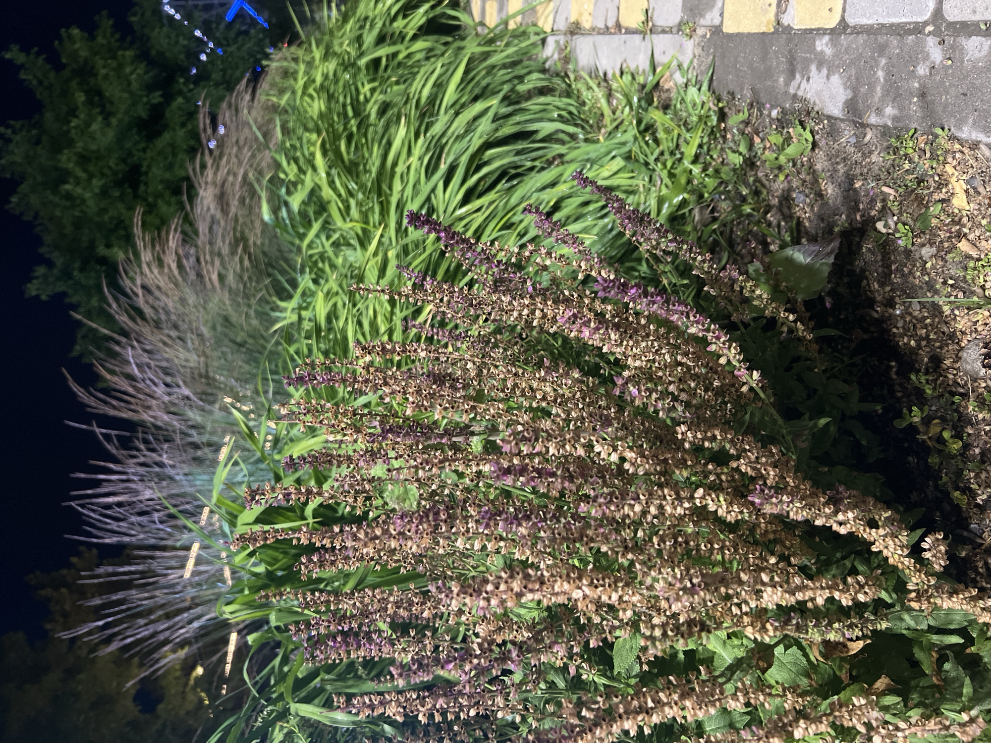 The image shows a close-up view of a plant with many small, dried, and some purple flowers in the foreground. Behind the flowering plant, there is lush green foliage and tall, wispy grass. The scene is outdoors at night, with artificial lights visible in the background, casting a soft glow on the plants. Part of a paved walkway with yellow and grey stones is visible on the right side of the image. The ground is covered with dirt, small stones, and some fallen leaves.
