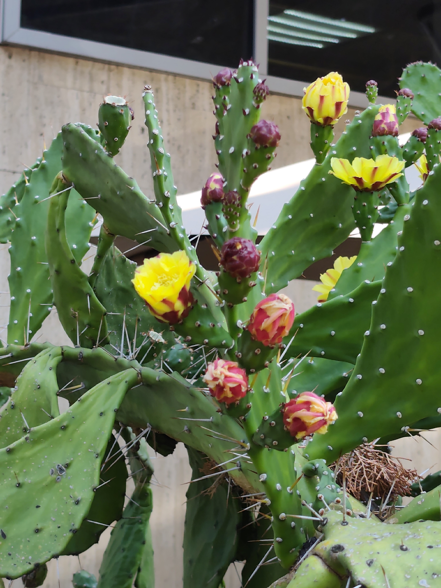 This is a close-up, eye-level, outdoor shot of a prickly pear cactus with multiple vibrant yellow and red flowers and buds. The cactus pads are a bright green and covered in white dots and sharp spines. The background is out of focus, showing a beige-colored textured wall and a dark horizontal band, possibly a window frame or overhang. No people or animals are visible. The scene does not depict any specific landmarks or recognizable features of Sochi, Russia.