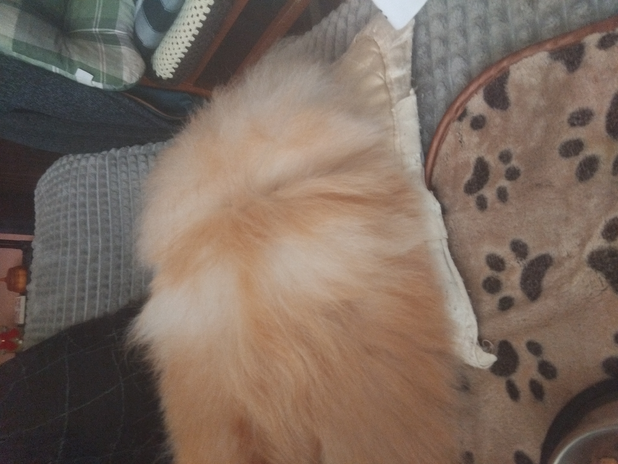 The image shows a close-up view of a fluffy, light orange dog, possibly a Pomeranian, resting on a collection of cushions and a dog bed with a paw print pattern. A grey textured cushion is positioned behind the dog, and part of another pillow with a green plaid pattern is visible in the upper left corner. To the right of the dog and on top of the grey cushion is an animal bed with paw print pattern and a dog food bowl. The location in the city of Apriltsi, Bulgaria is not discernible from this image alone.