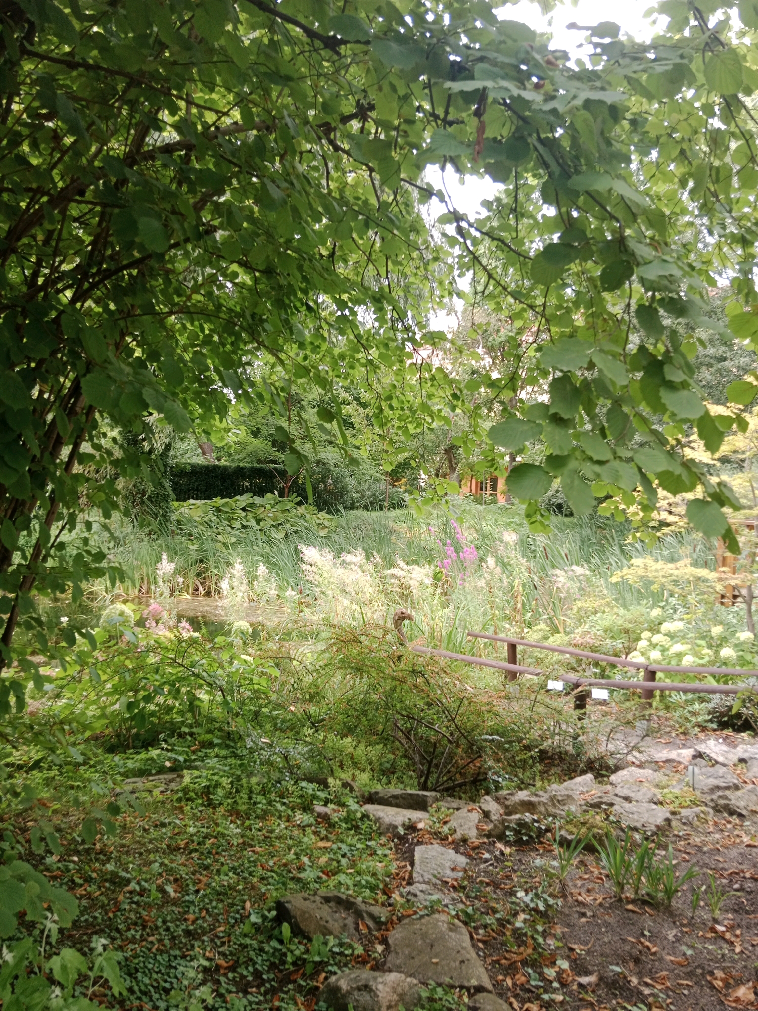 The image depicts a serene natural landscape, possibly a botanical garden, with lush green foliage dominating the foreground and midground. A body of water, likely a pond or small lake, is visible in the midground, surrounded by dense vegetation including reeds and flowering plants. A rustic wooden fence with a brown railing runs horizontally across the midground, separating the foreground from the pond area. In the background, hints of a building with wooden accents and a red roof can be seen through the trees. The ground in the foreground is covered with smaller plants, fallen leaves, and scattered rocks. The overall impression is one of a tranquil, verdant environment. Based on its features and typical urban park design elements, this scene strongly resembles the Japanese Garden within the Kazimierz Wielki University Campus in Bydgoszcz, Poland.