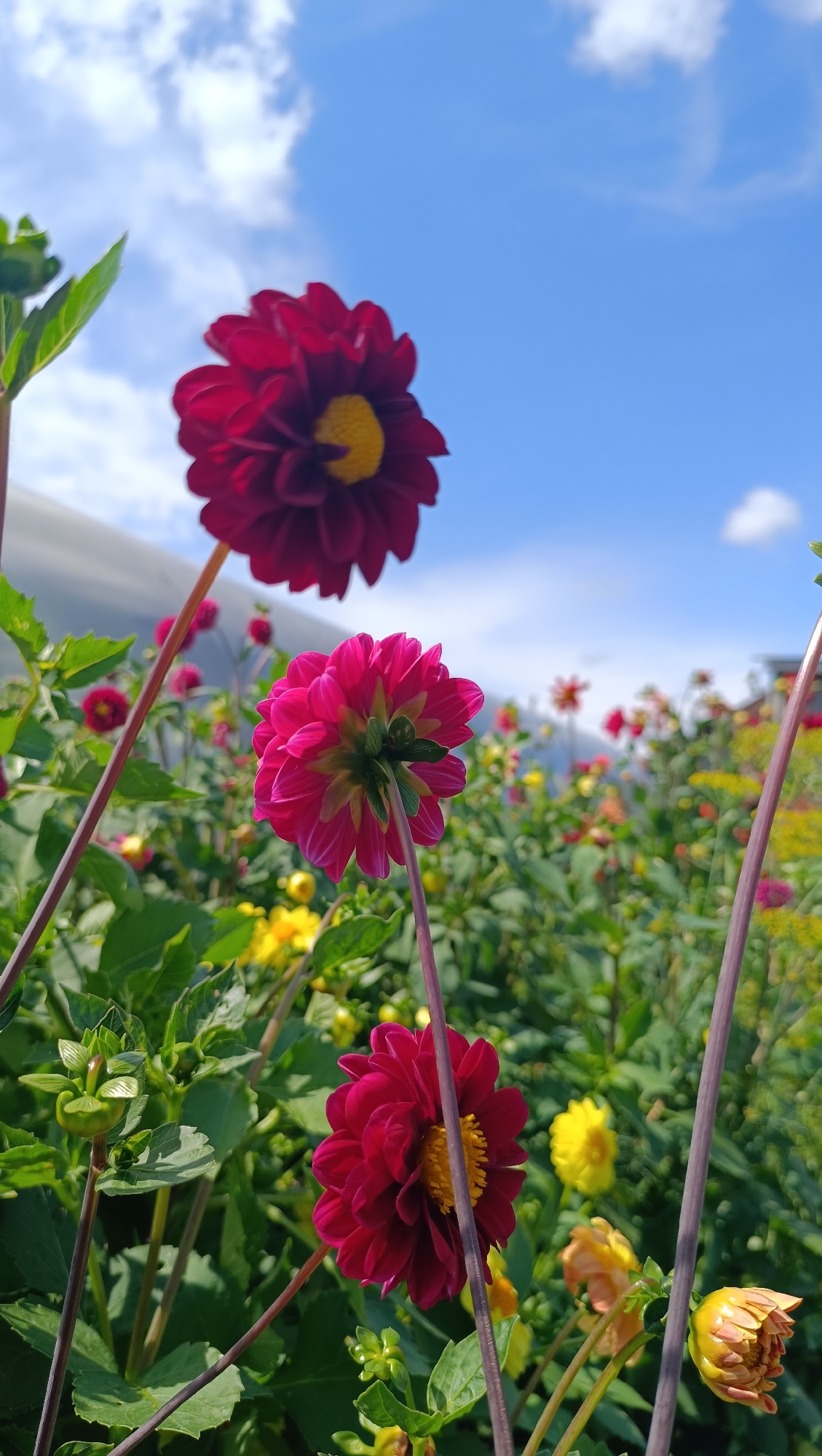 This is a close-up, low-angle shot of a field of dahlias under a partly cloudy blue sky. In the foreground, three dahlias are prominently featured. The largest, a deep red bloom with a yellow center, is in the upper right quadrant, slightly out of focus. Below and to the left of it is a vibrant pink dahlia, seen from its underside, with its petals fanned out and delicate green sepals visible. A third, deep red dahlia is in the lower right quadrant, with a yellow center. Scattered throughout the middle ground and background are more dahlias in shades of yellow, pink, and red, as well as green foliage and buds. The overall impression is of a lush, vibrant flower garden. The image is undated and has no discernible human presence or activity. The location is specified as the city of Karsha, Russia.