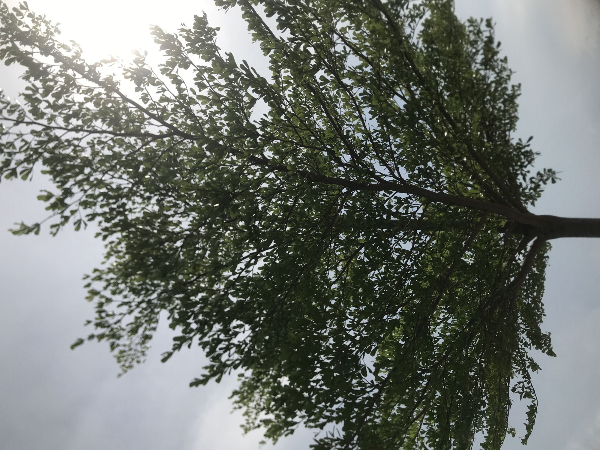 The image presents a low-angle perspective of a tree canopy against a bright, overcast sky. Sunlight filters through the leaves, creating areas of high contrast. The tree's trunk extends vertically, bisecting the frame. The location is inferred to be Lhokseumawe, Indonesia, though no specific landmarks are visible to confirm this.