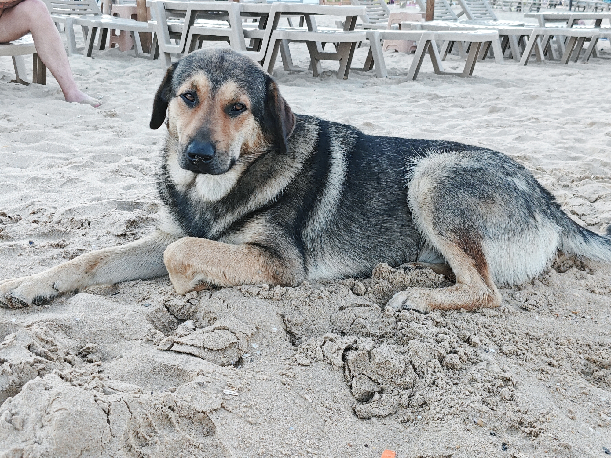A medium-sized dog with tan and black fur lies on a sandy beach. The dog is facing left, with its head turned towards the camera. Its body is mostly covered in fur, with some lighter tan markings on its legs and chest. The dog's eyes are brown, and its nose is black. In the background, there are rows of empty lounge chairs and tables on the sand, suggesting a beach resort or public beach area. A person's legs are visible on the left side of the image, wearing shorts and with bare feet. The sand is light brown and appears to be somewhat uneven, with some small pebbles and shells scattered on the surface.