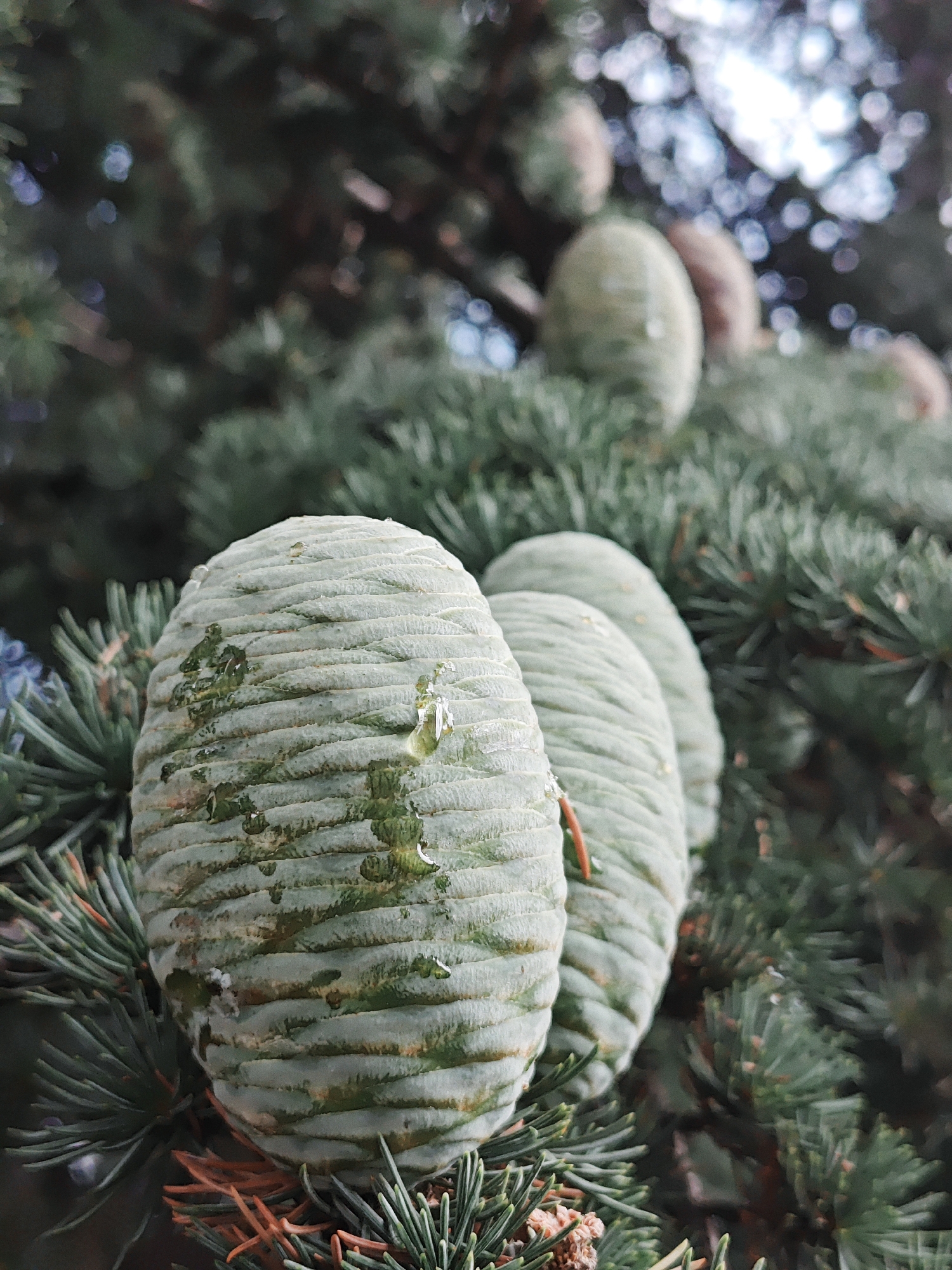 A close-up, eye-level shot shows three pale green, ovate pinecones on a dark green cedar tree branch. The pinecones are positioned in a row, with the closest one on the left in sharp focus and the other two slightly out of focus. The pinecones have visible horizontal ridges and some appear to have droplets of water or sap on their surface. The background is blurred, showing more dark green foliage and some out-of-focus white and light blue bokeh. The image is taken outdoors on an overcast day.