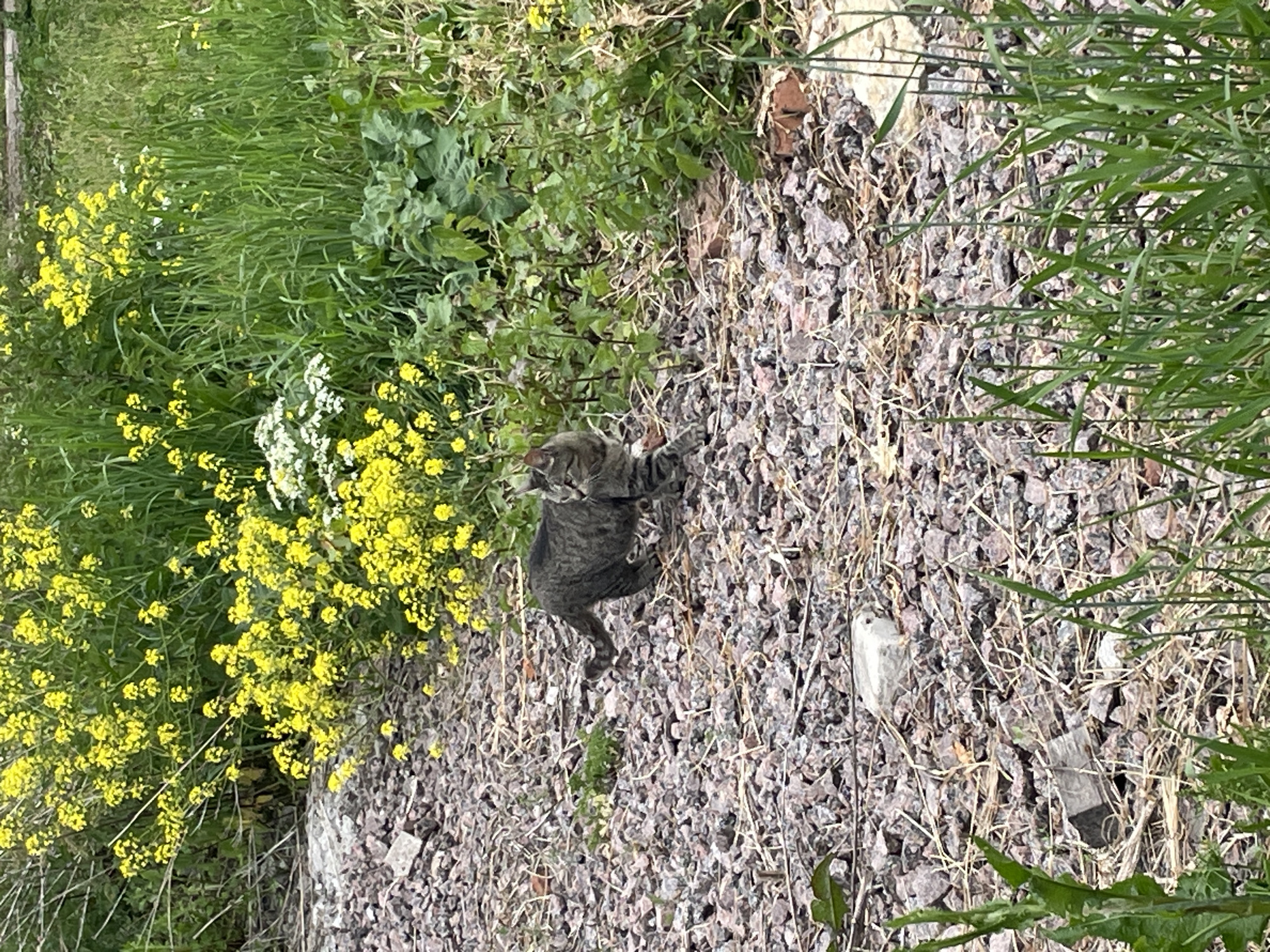 In the city of TerVolovo, Russia, a tabby cat with dark stripes walks across a gravel path strewn with dried grass and small stones. The cat is positioned in the lower center of the frame, facing towards the right with its head turned slightly towards the viewer. Behind the cat, a dense patch of vibrant yellow wildflowers blooms amidst tall green grass and other foliage. The background is filled with lush greenery, suggesting an outdoor, natural setting. The lighting appears to be natural daylight, casting subtle shadows and illuminating the scene.