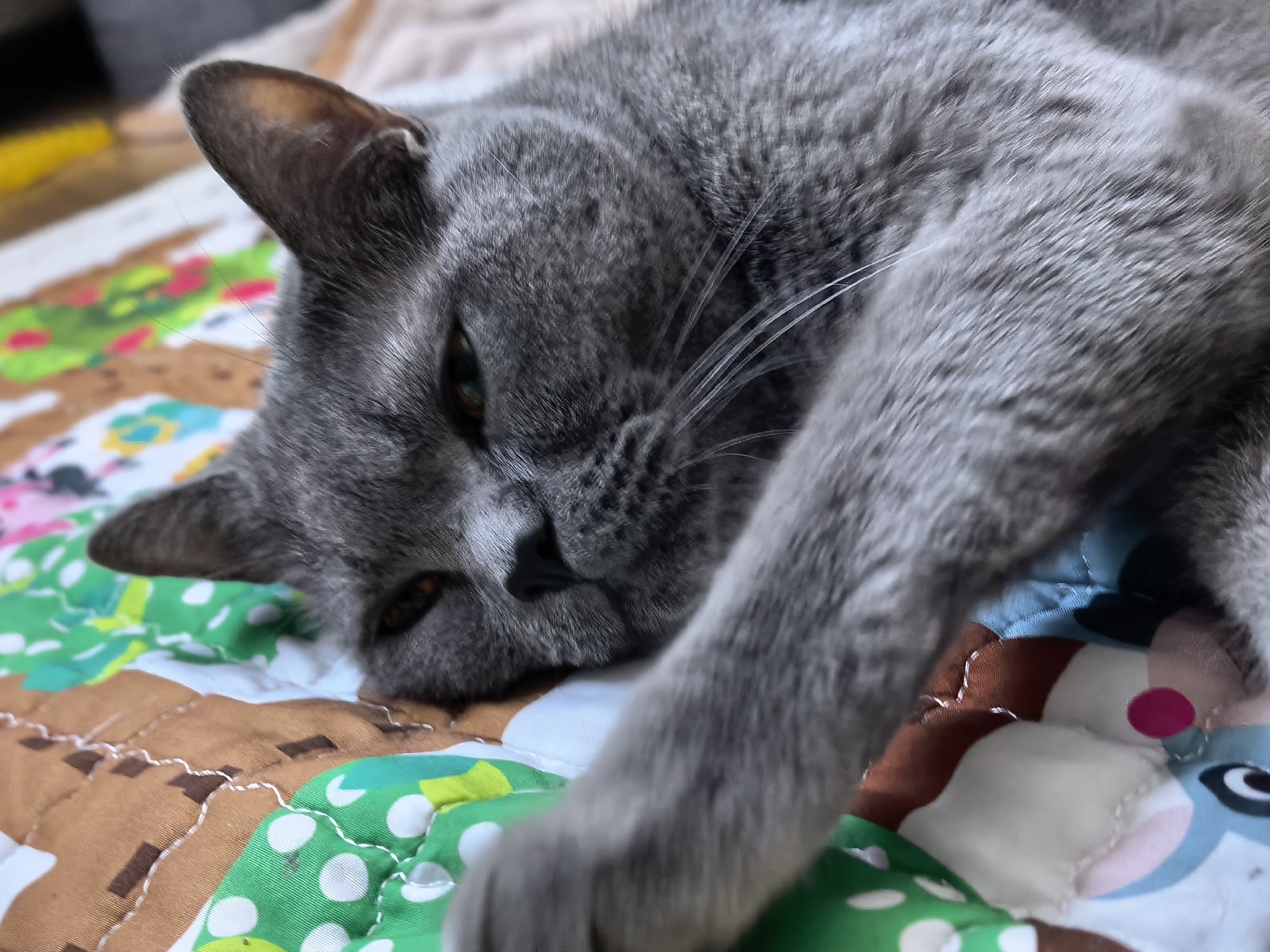 A gray cat is lying on a colorful quilt with various patterns including what appears to be green circles, brown rectangles, and animal faces. The cat is positioned with its head to the left of the frame, facing slightly downward, and its body extending towards the right. The cat's left paw is stretched out in front of it. The quilt is quilted with visible white stitching. The location is in the city of Unknown, Unknown.