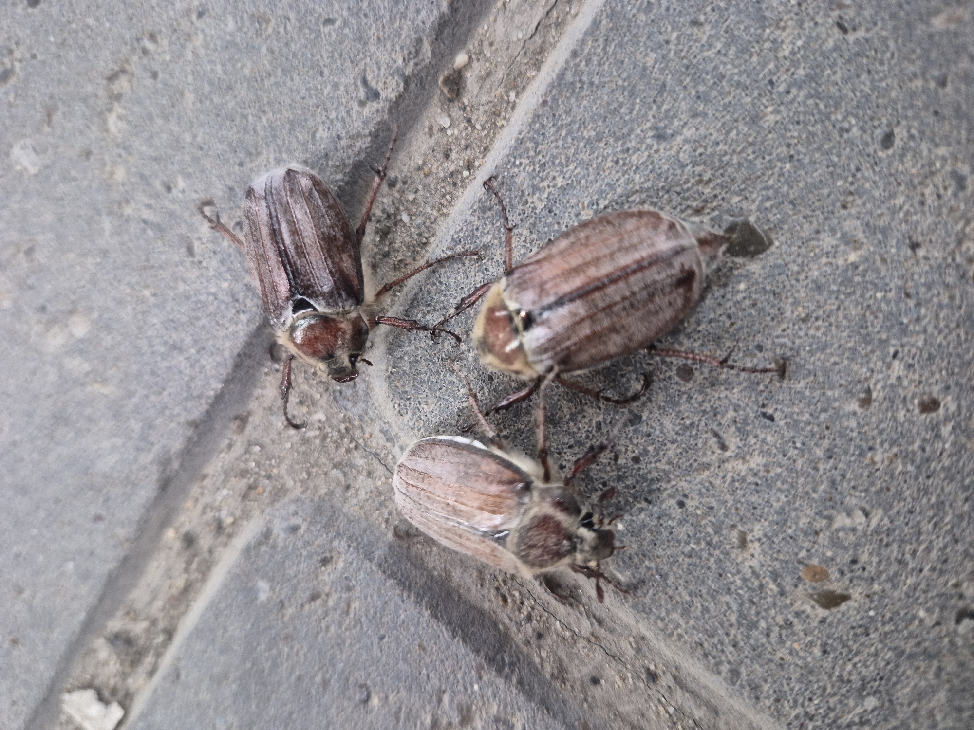 Three cockchafer beetles are observed on a gray concrete surface. The surface appears to be part of a sidewalk or paved area, judging by the joints. The beetles are in various positions; one is oriented roughly horizontally, another vertically, and the third at a diagonal. The color of the beetles' bodies varies slightly, suggesting possible differences in age or species. The picture was most likely taken on a street in Chaikovsky, Russia.