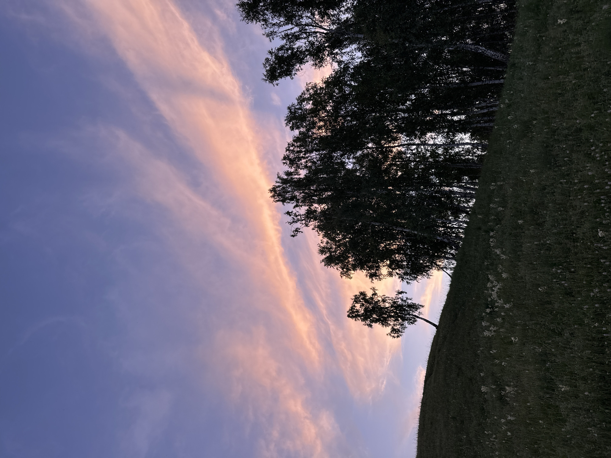 The image depicts a twilight scene on a grassy hillside, with a stand of trees silhouetted against a sky streaked with pale pink and lavender clouds. The ground is covered in dark green grass, interspersed with small white wildflowers. A lone tree stands on the left side of the hill, leaning slightly to the right. To the right, a denser group of trees, likely birches with their characteristic white bark, forms a dark mass. The overall impression is one of natural beauty and tranquility, with the soft light of dusk creating a serene atmosphere. The location is unknown.